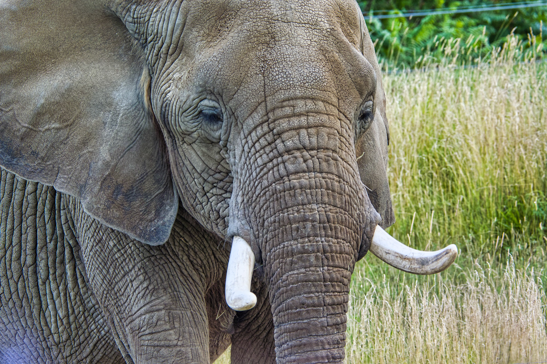 IN Zoo 00082
