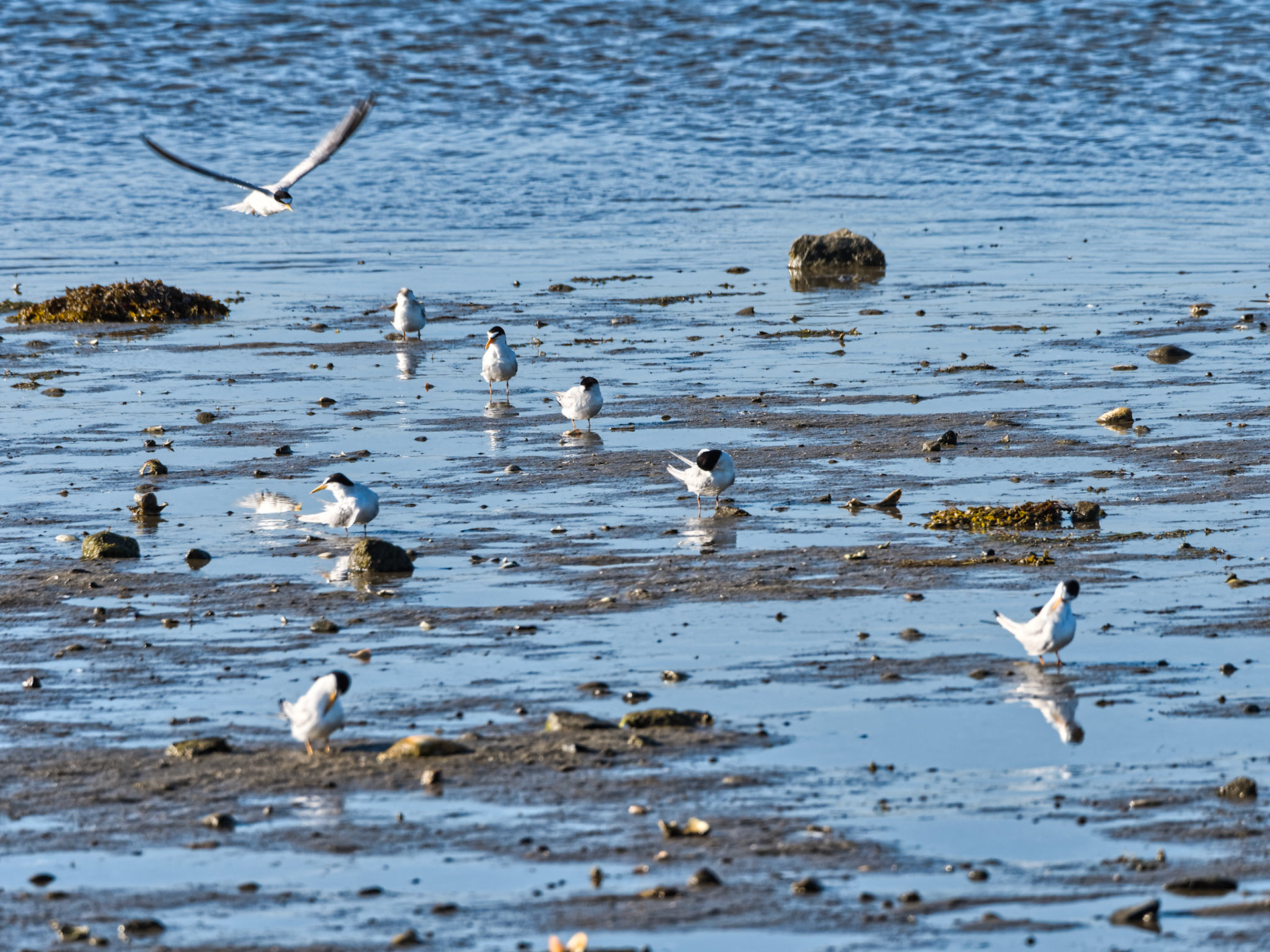 MA Cape Cod Birds 00005