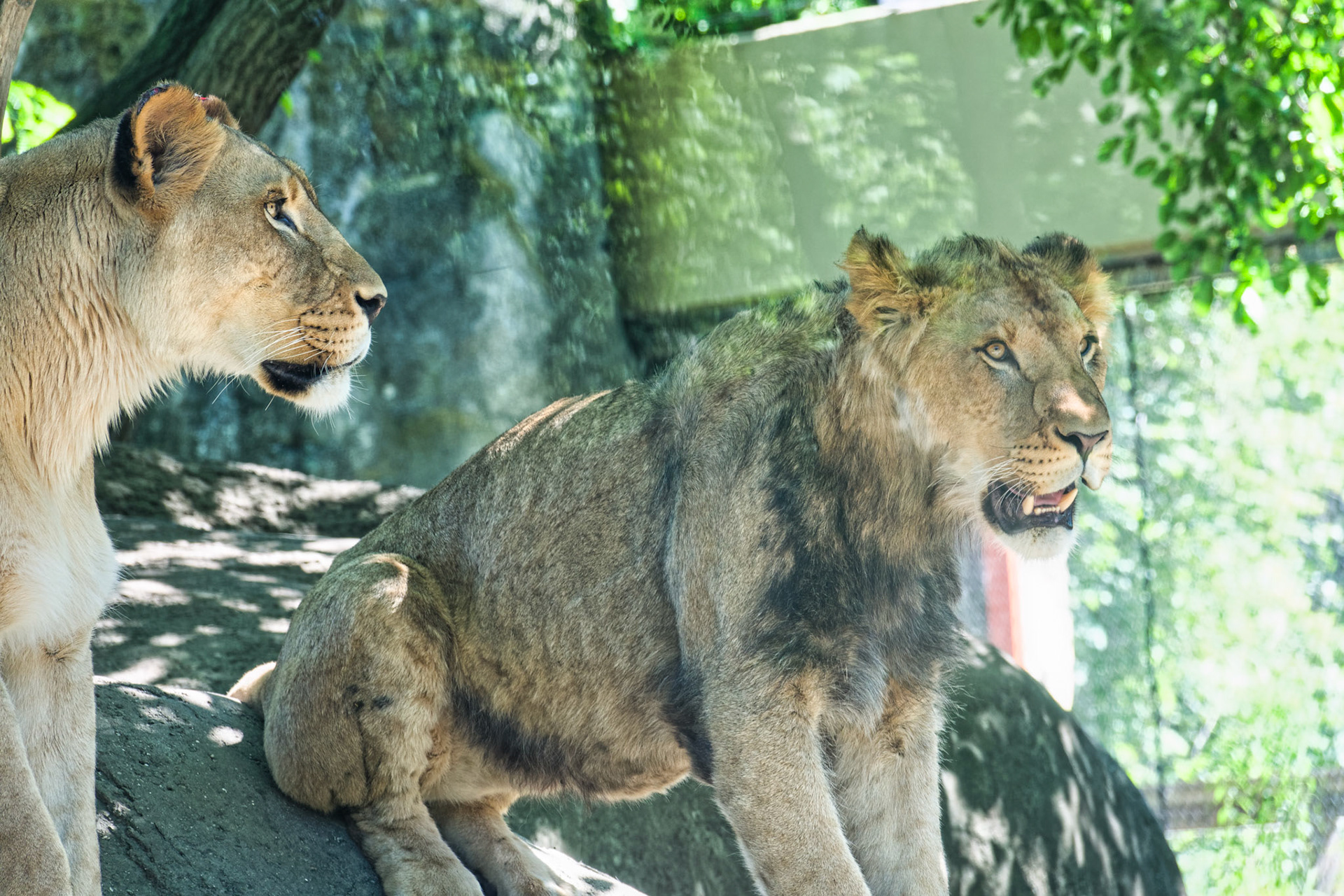 IN Zoo 00183