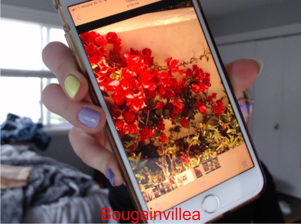 "Bougainvillea" being identified as "Bougainvillea"