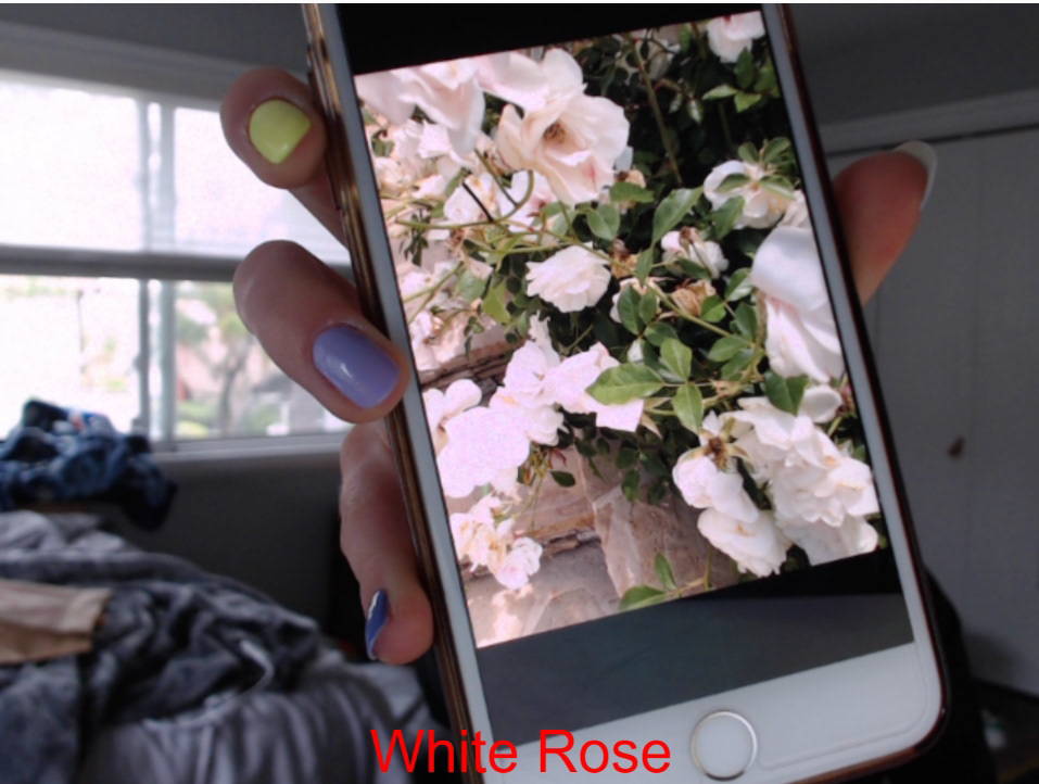 "White Rose" being identified as "White Rose"