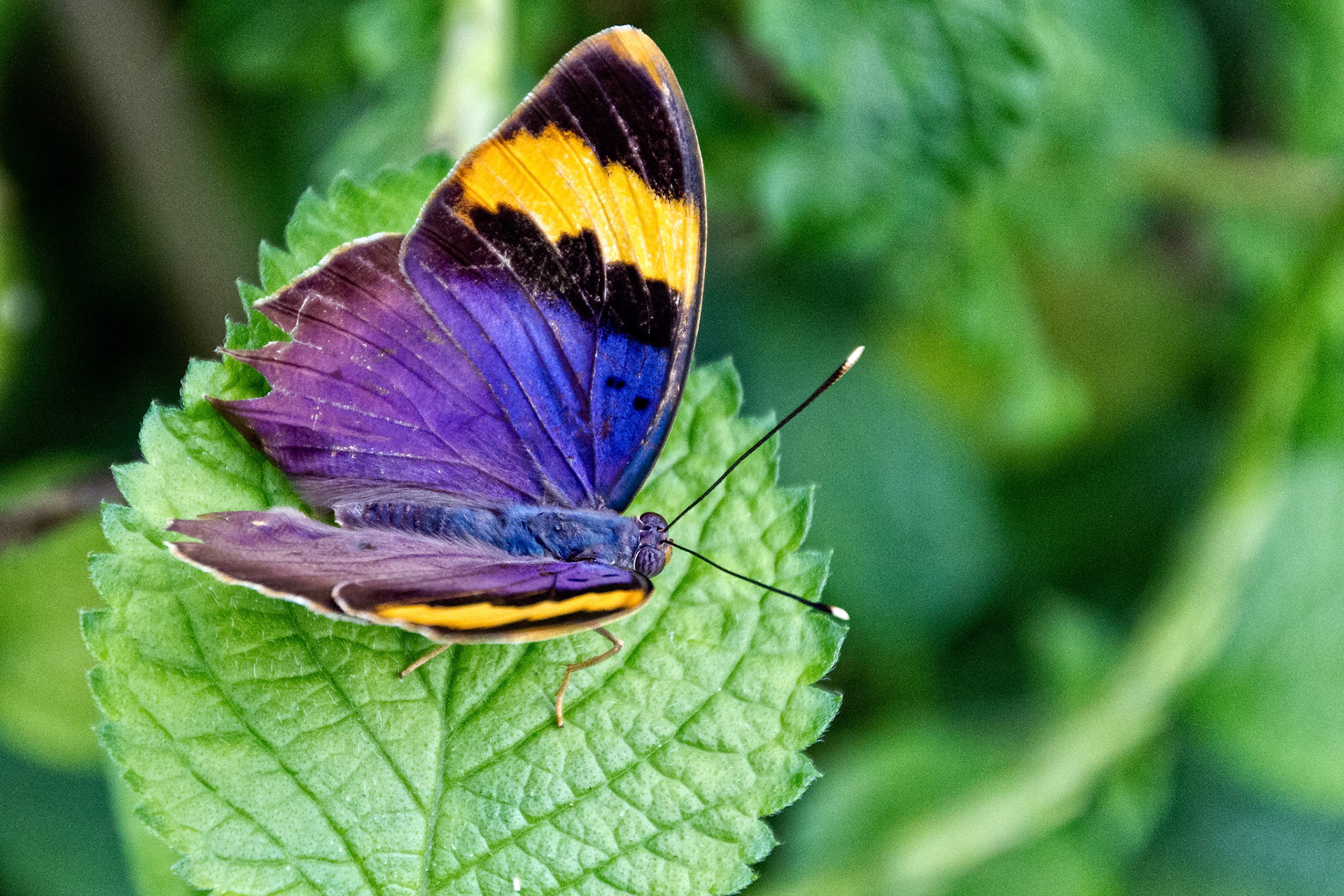 Purple-Yellow Butterfly, Fairchild Gardens, FL