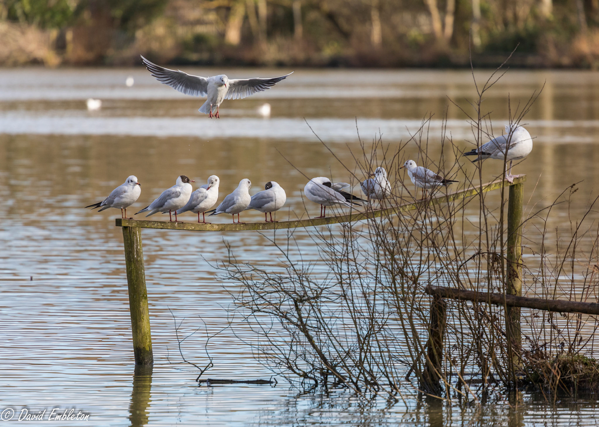 Black-headed gull brownhead gull