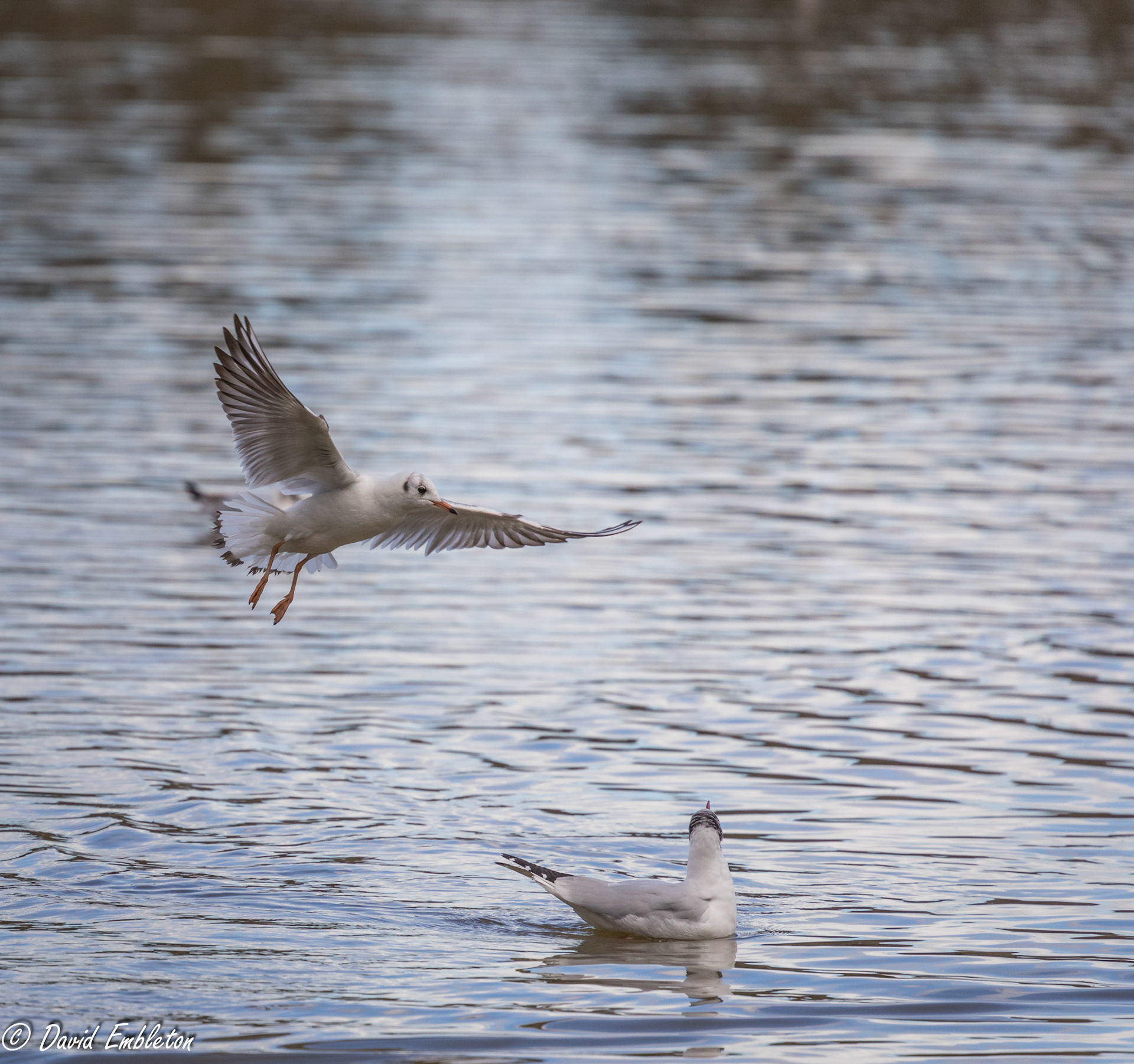 Black headed gull