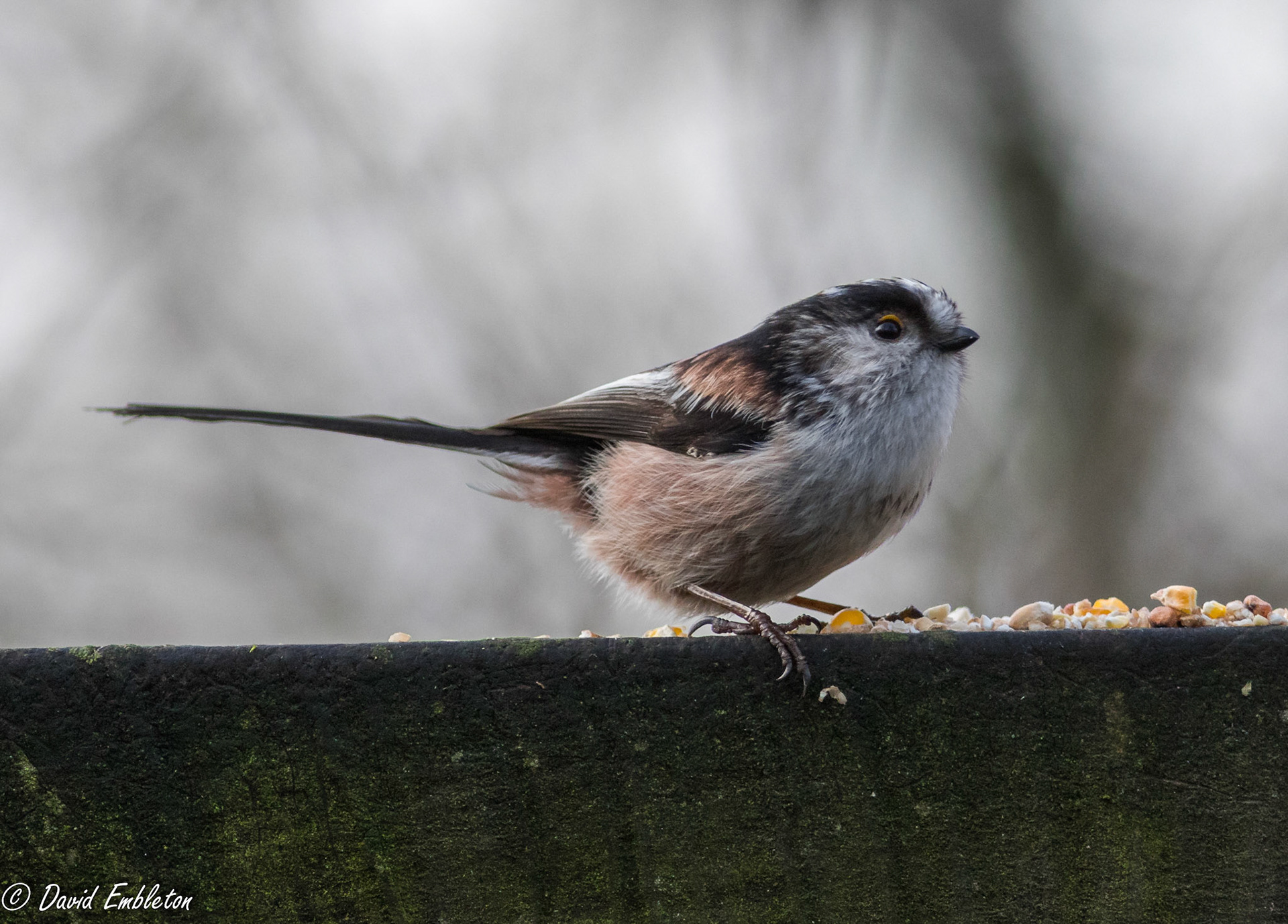 Long tailed tit