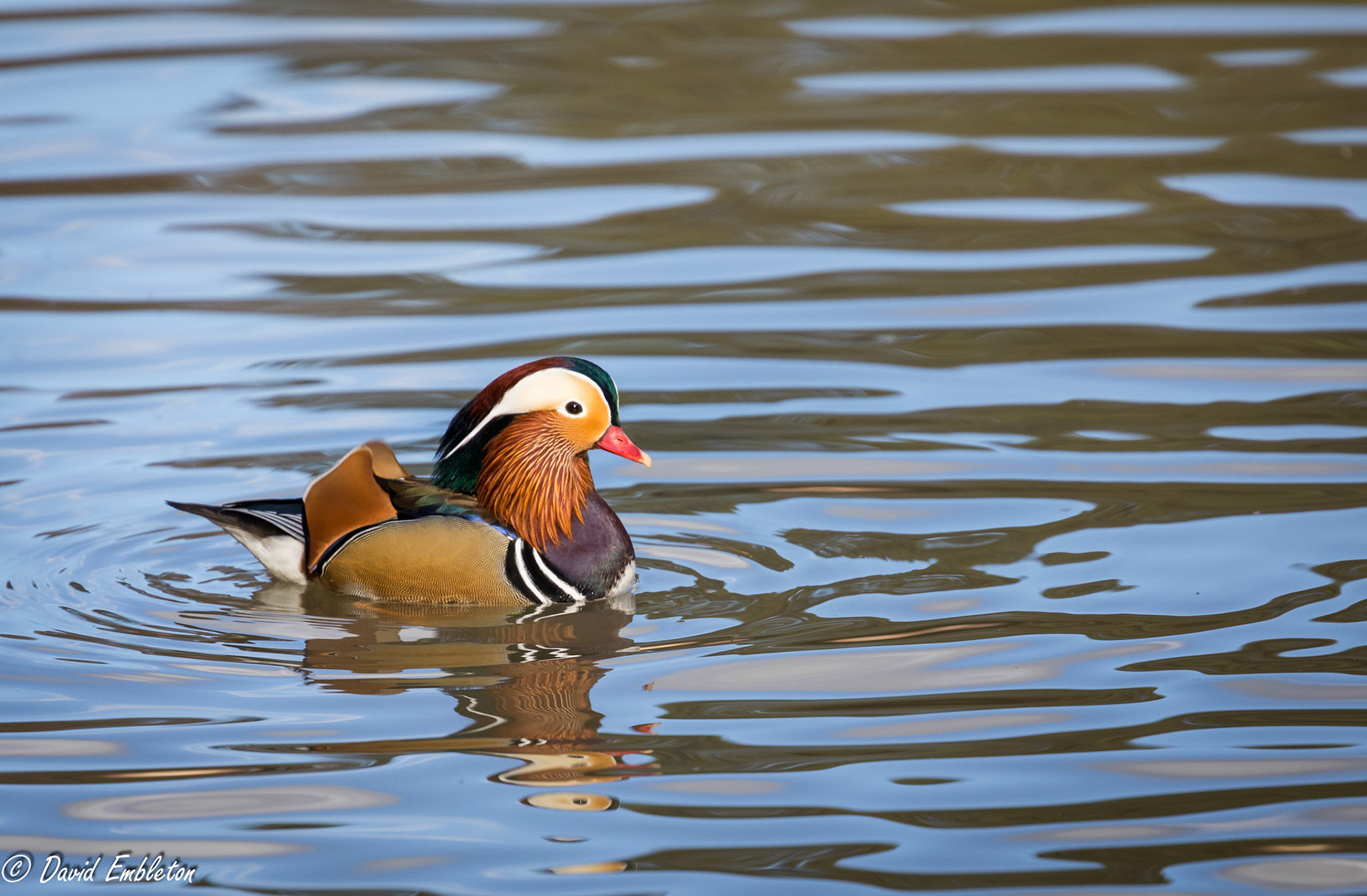 Mandarin duck