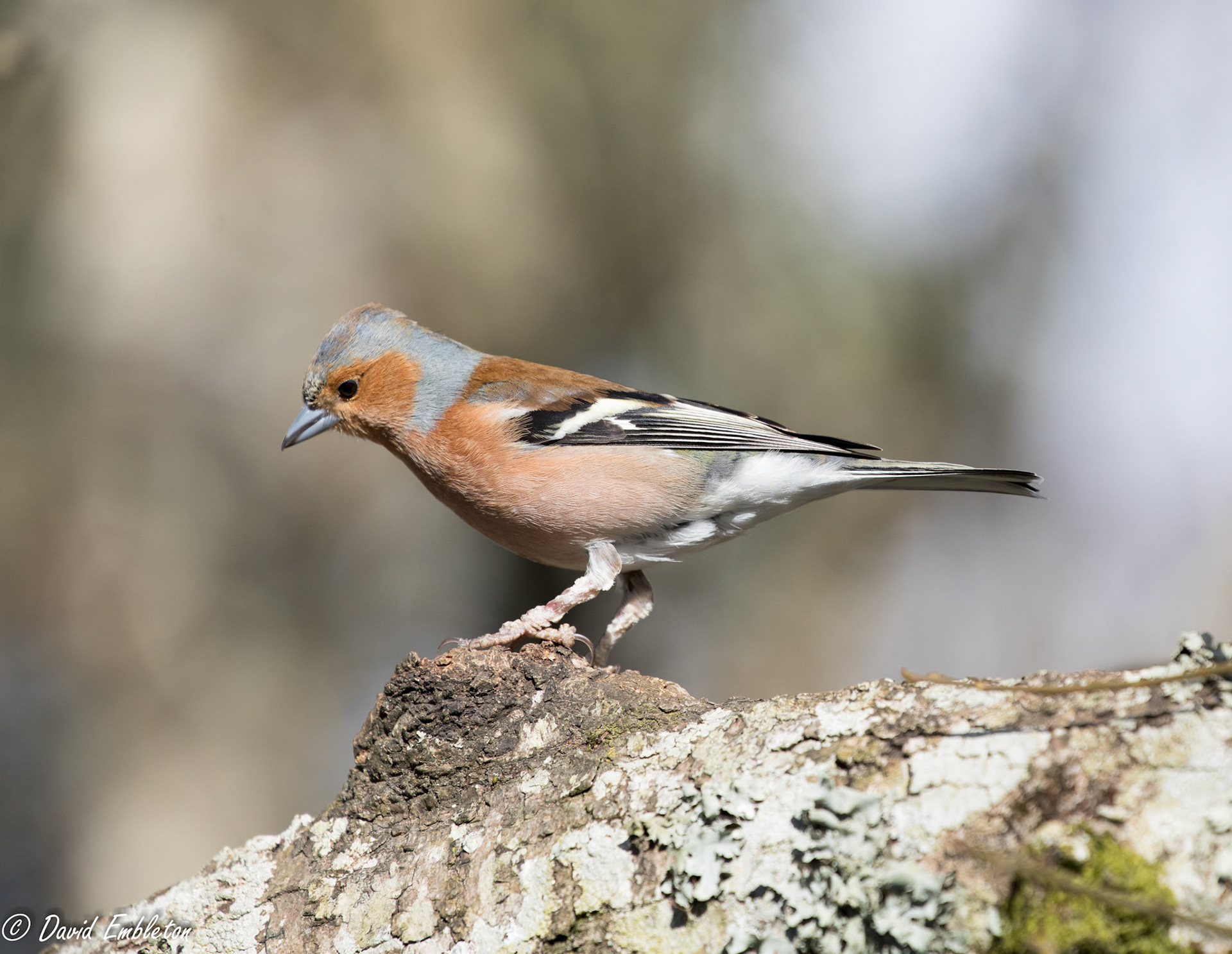 Chaffinch