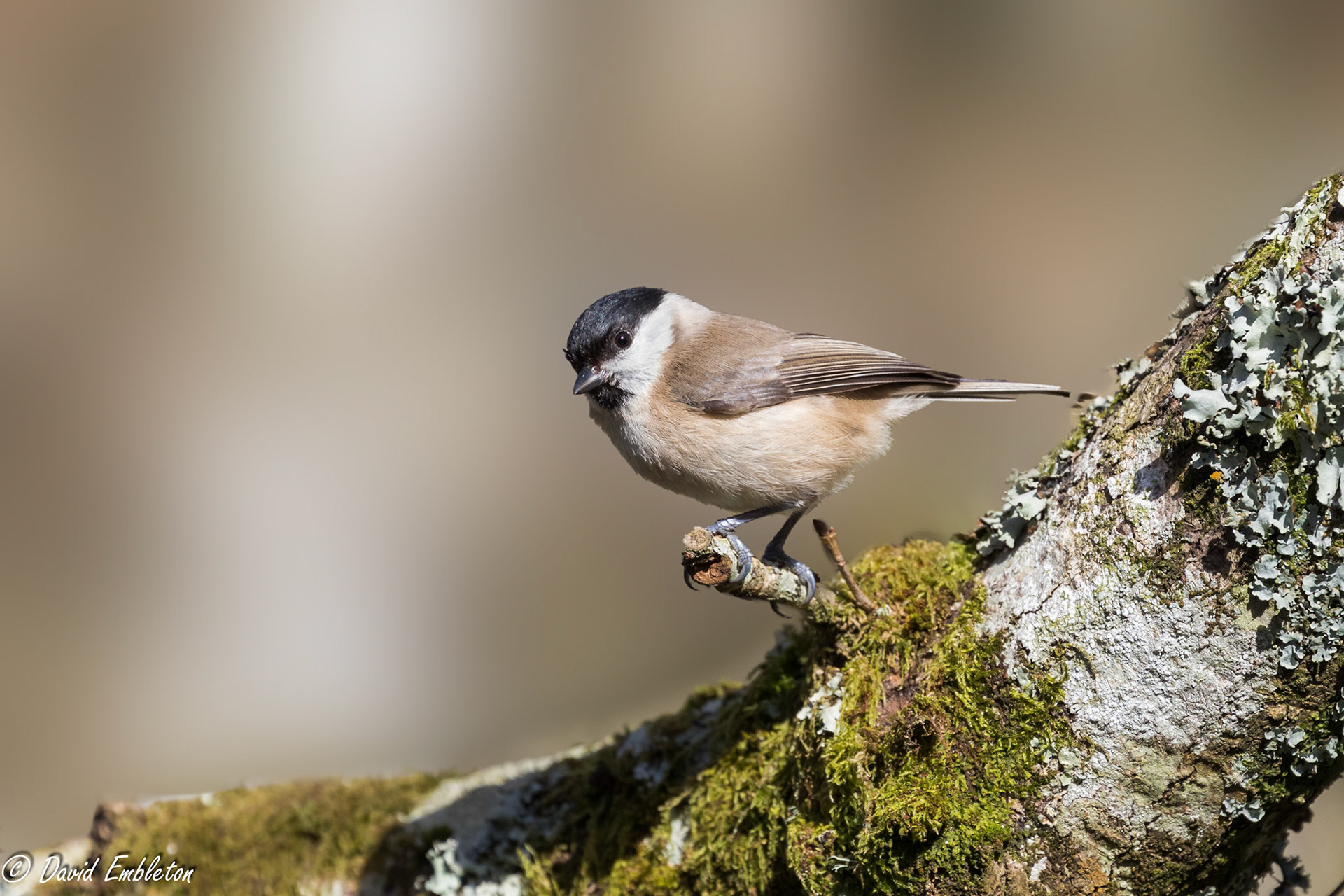 Marsh Tit