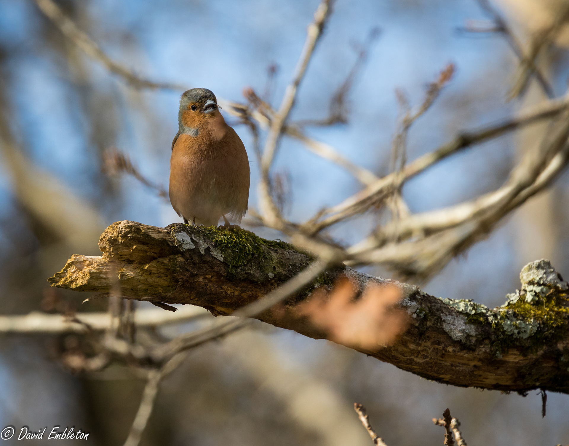 Chaffinch