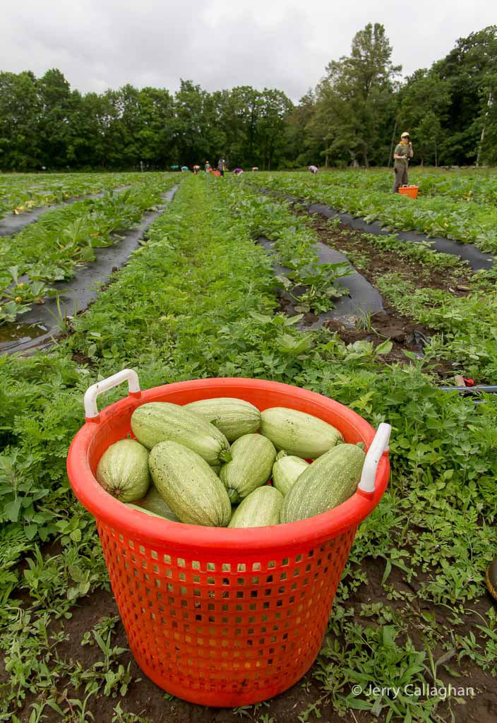 Community Harvest Project North Grafton, MA
