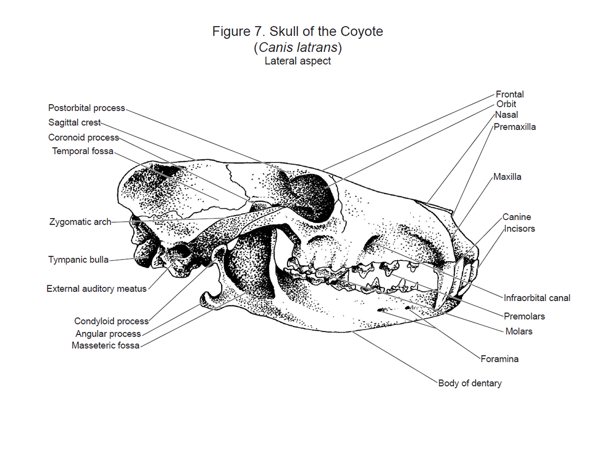 Maxwell Yeager, MFA | Illustration Portfolio - Biology BA Capstone