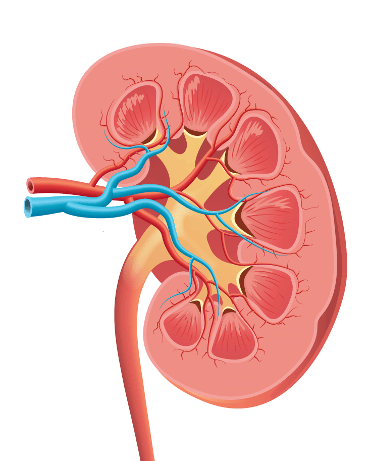 Vector illustration of the Kidney (Adobe Illustrator CC 2017)