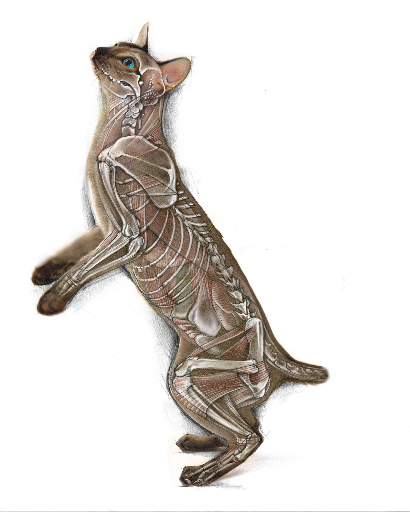 Cat as drawn, cutaway cat