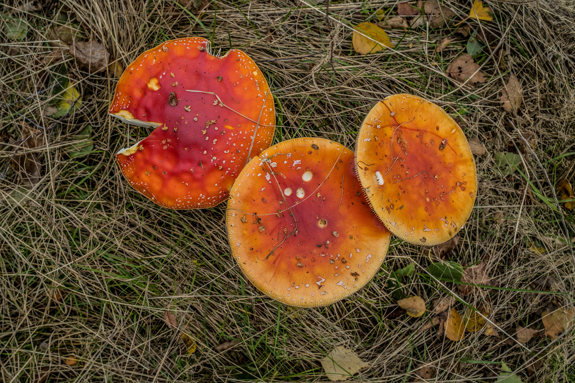 Mushrooms // West Dyke Trail // Richmond, BC