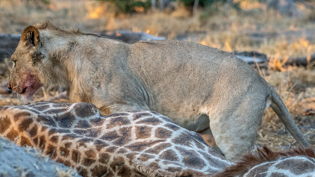 Philippe Jeanty - Gomoti, Young male lion eating a giraffe