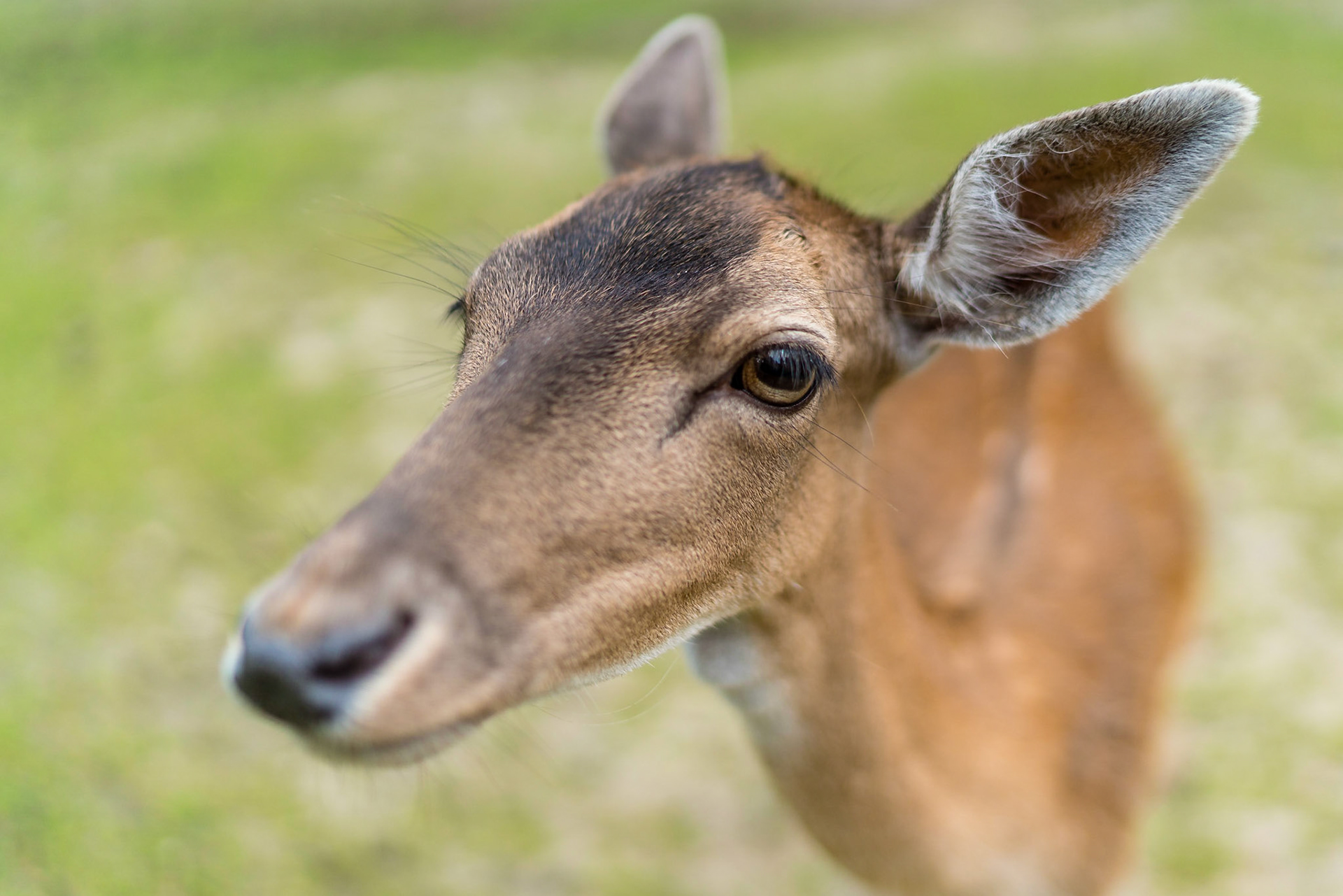 Reh-Portrait