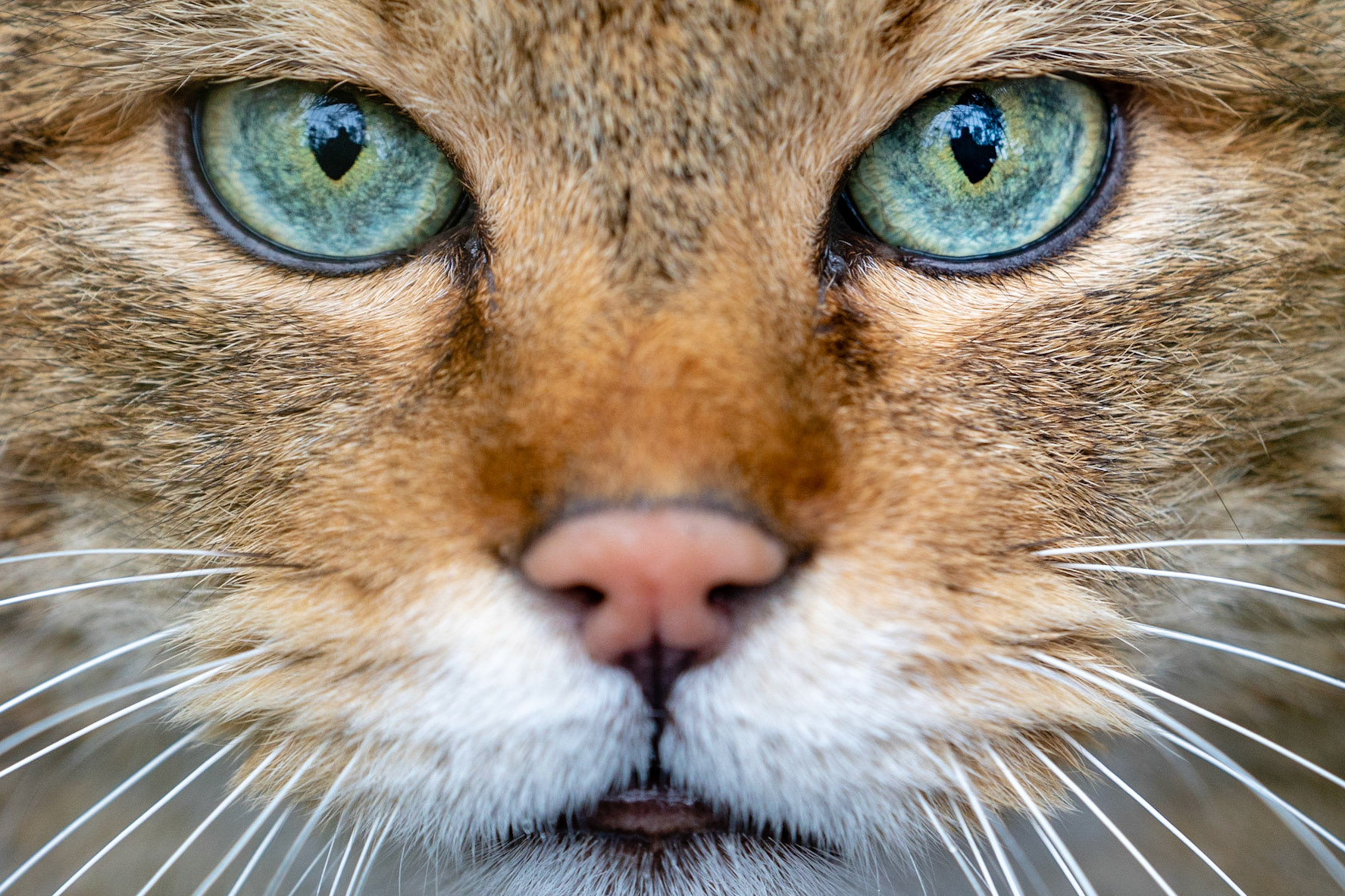 Very rarely I make photos of animals but this one I wanted to show.