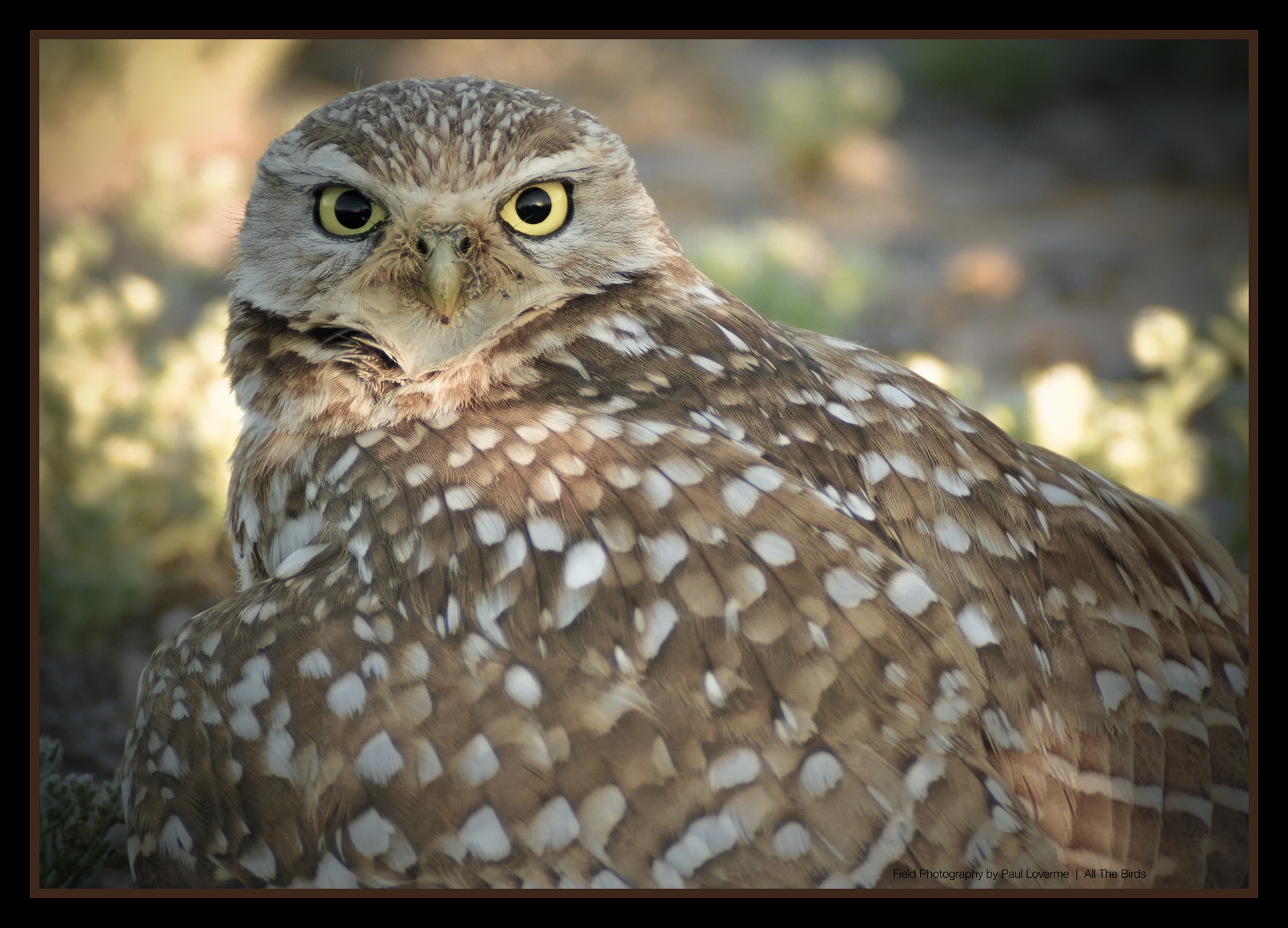 Burrowing Owl