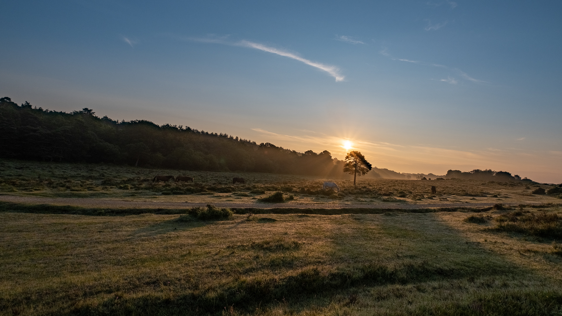 New Forest Sunrise