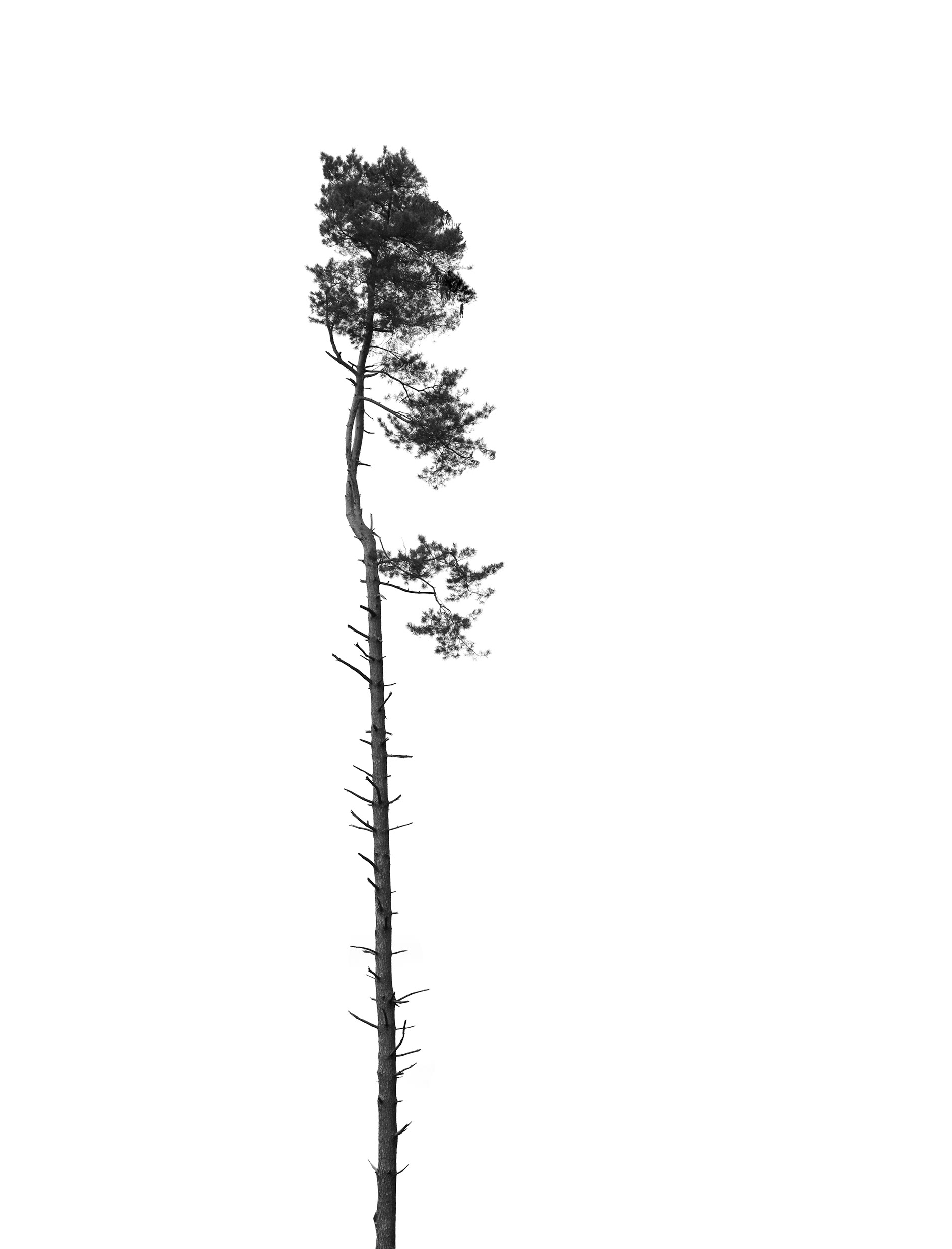 einsamer Baum