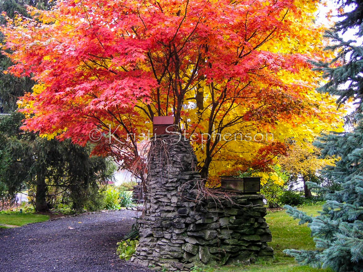 Fall Foliage, Japanese Maple - 1