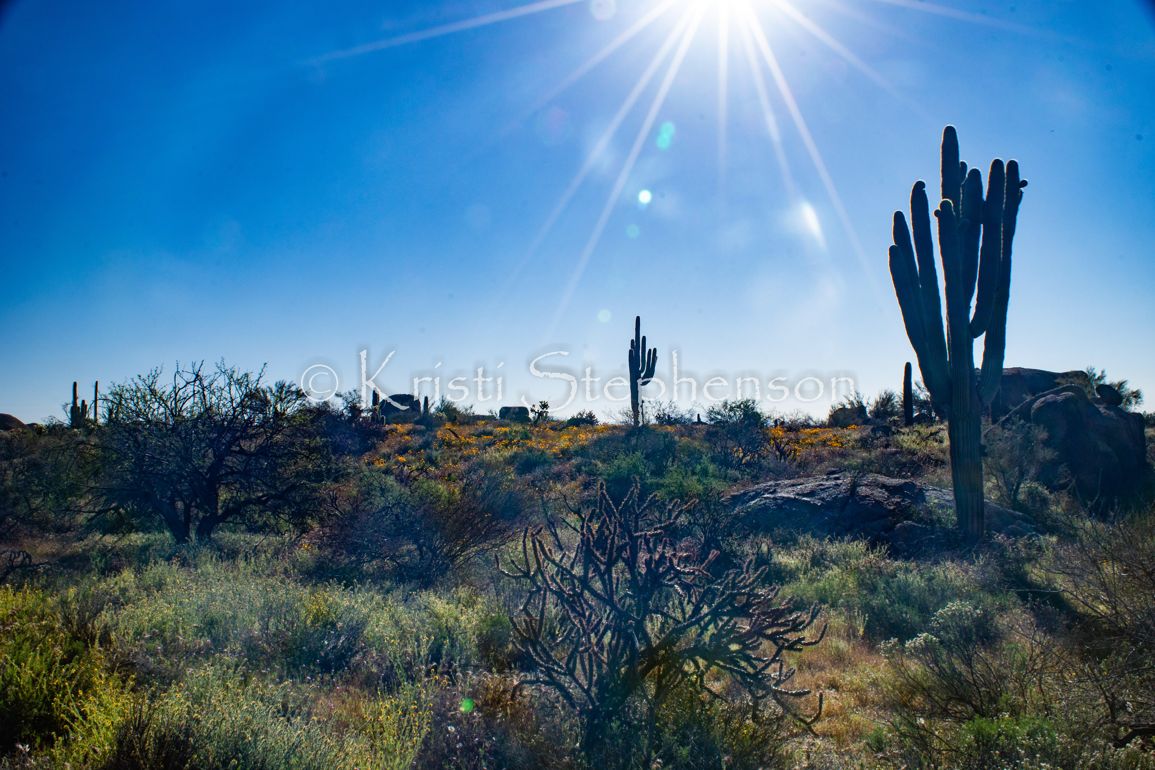 Sonoran Desert in Spring 1