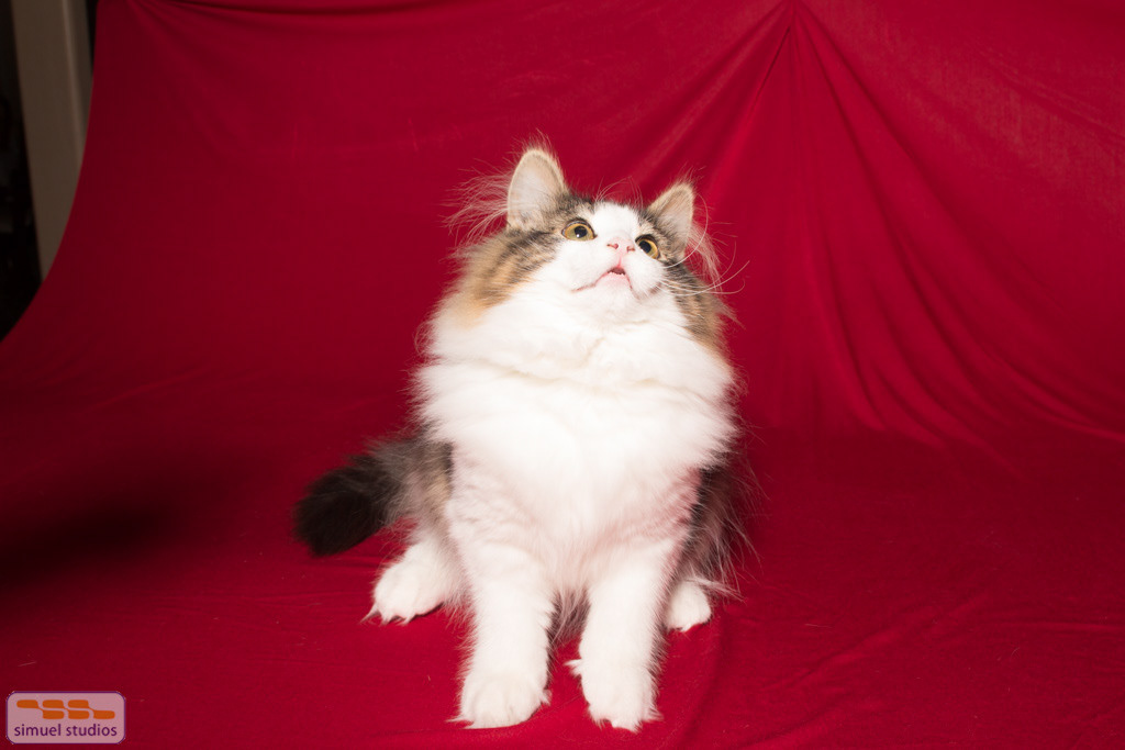 8280