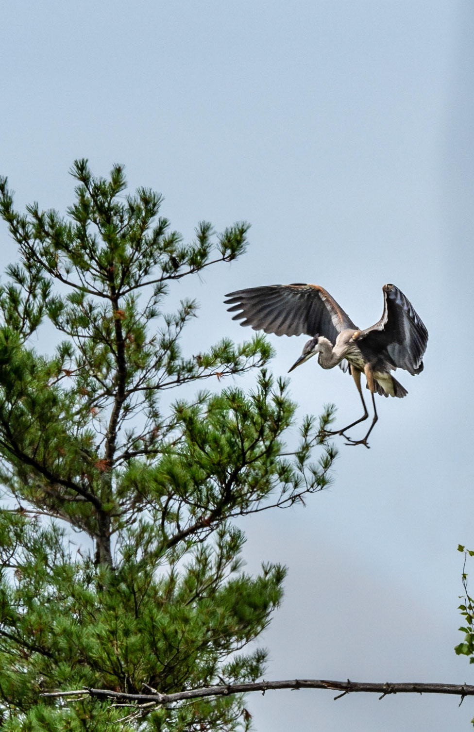 Trying to land