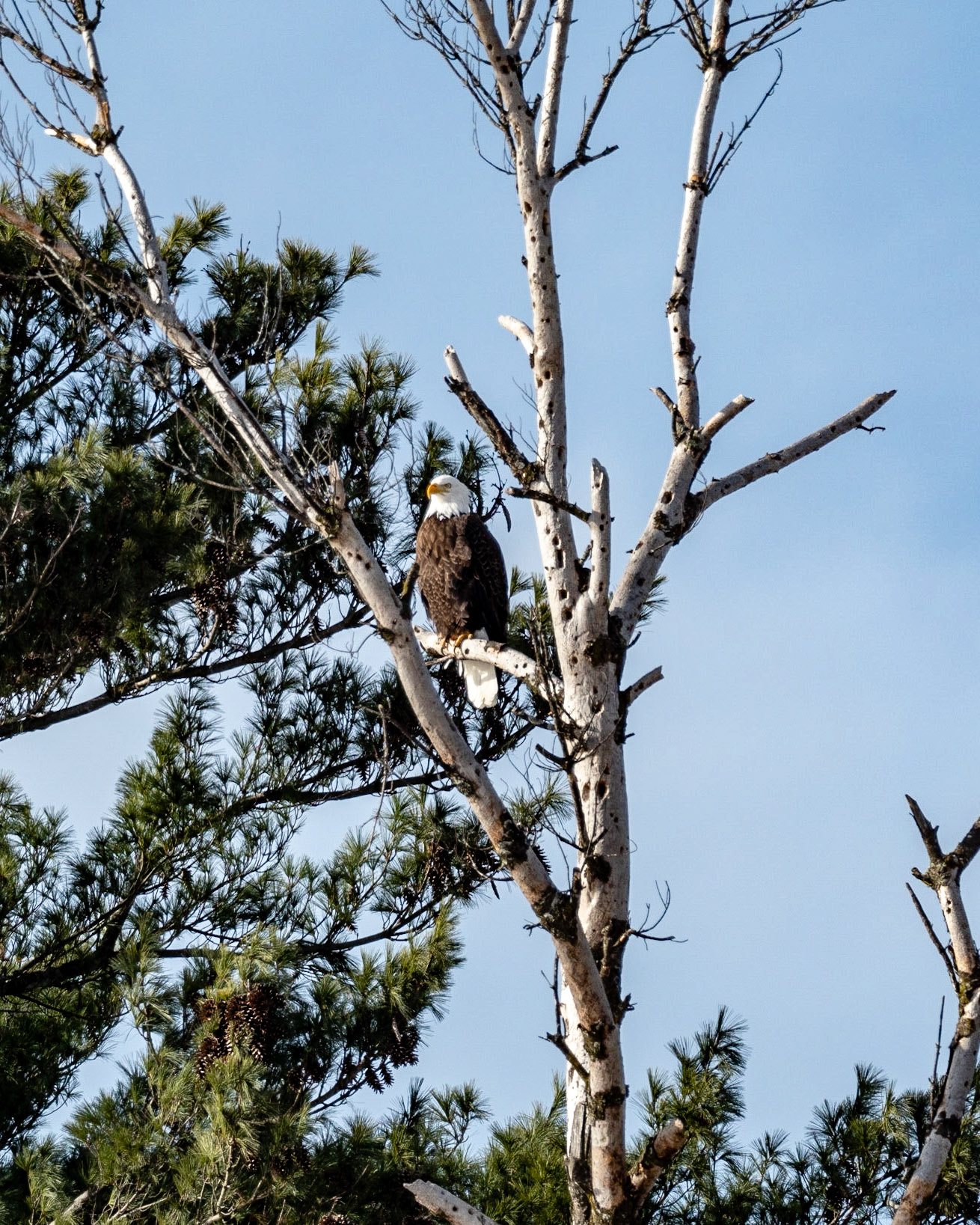 Watching over the nest