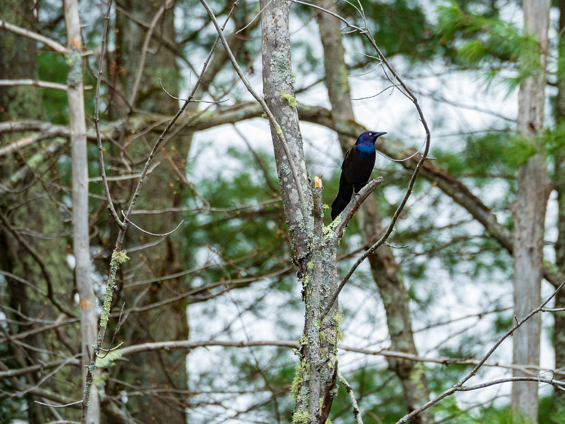 The Bluehead