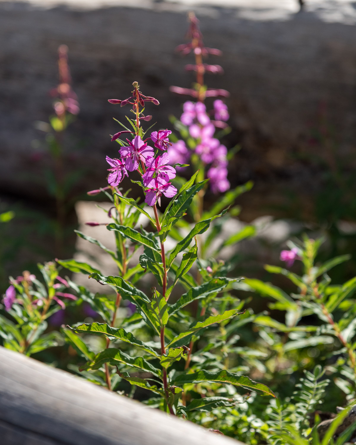 San Juan Mts., CO
