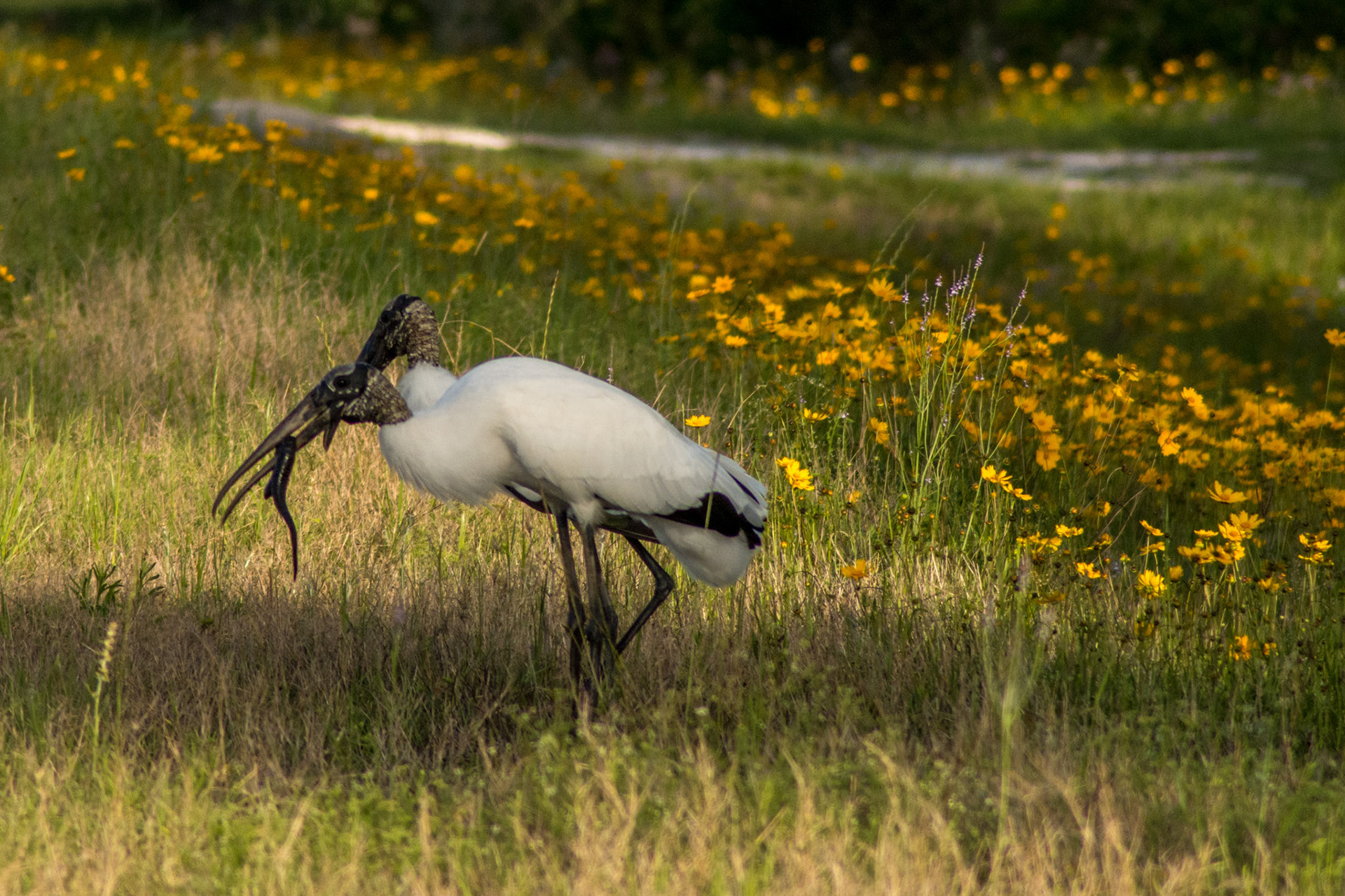 Two Storks and an eel