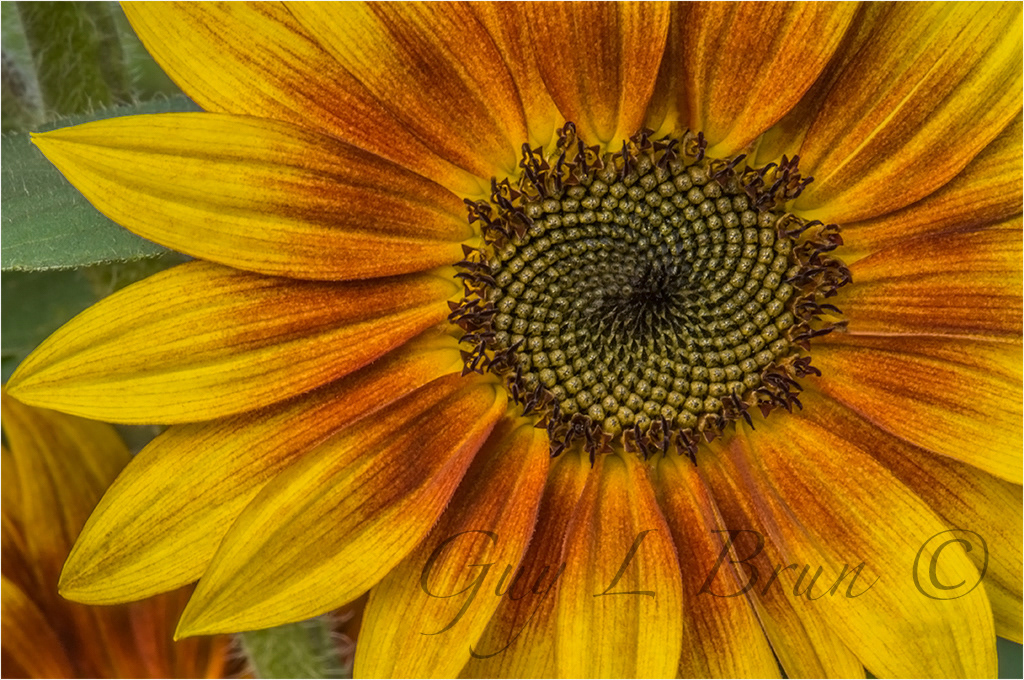 Sunflower/ Tournesol. NB, Canada. (DSC0453). © Guy L Brun