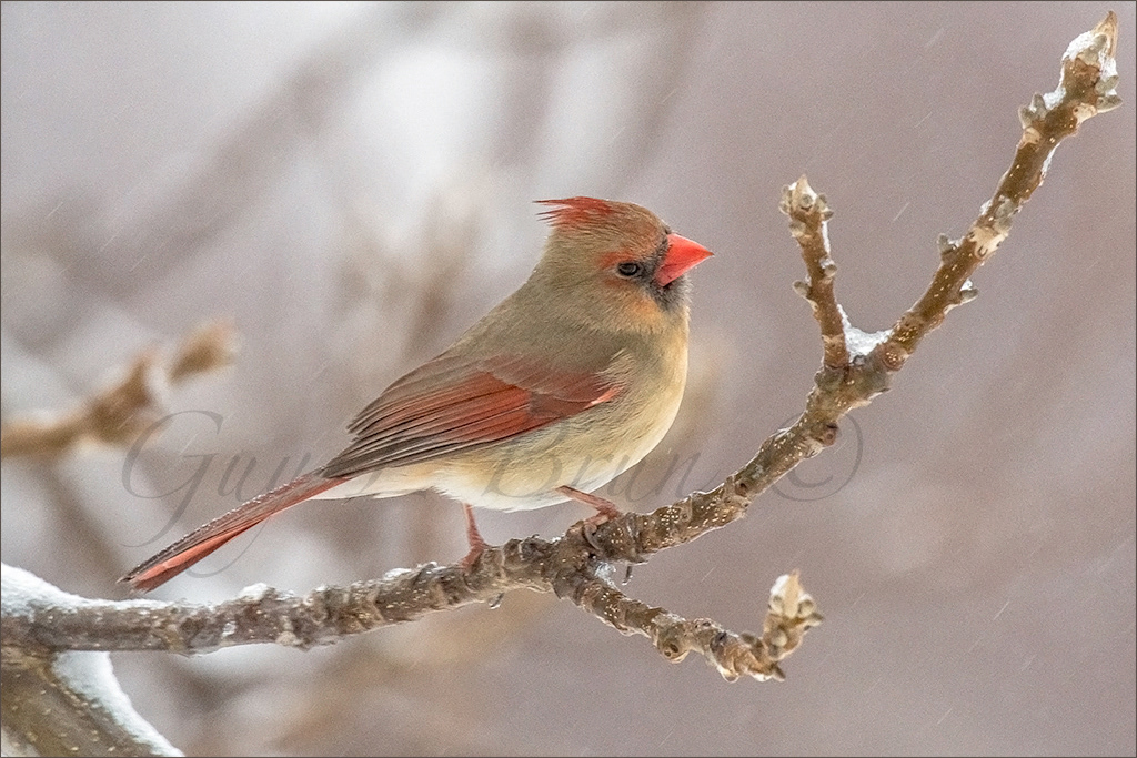 Northern Cardinal/ Cardinal rouge. NB, Canada. (E213070). © Guy L Brun