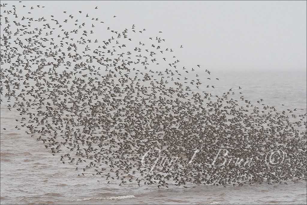 Murmuration - Semipalmated Sandpiper/ Murmuration - Bécasseau semipalmé. (E242389). © Guy L Brun.