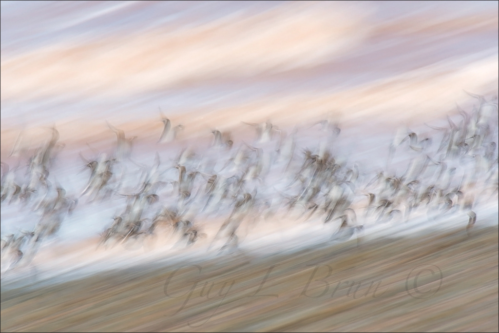 Murmuration - Semipalmated Sandpiper/ Murmuration - Bécasseau semipalmé. (E203565). © Guy L Brun.
