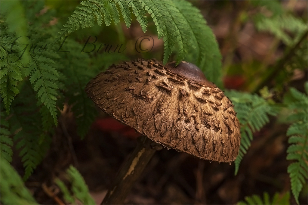 Mushroom/ Champignon. NB, Canada (12D1946). © Guy L Brun