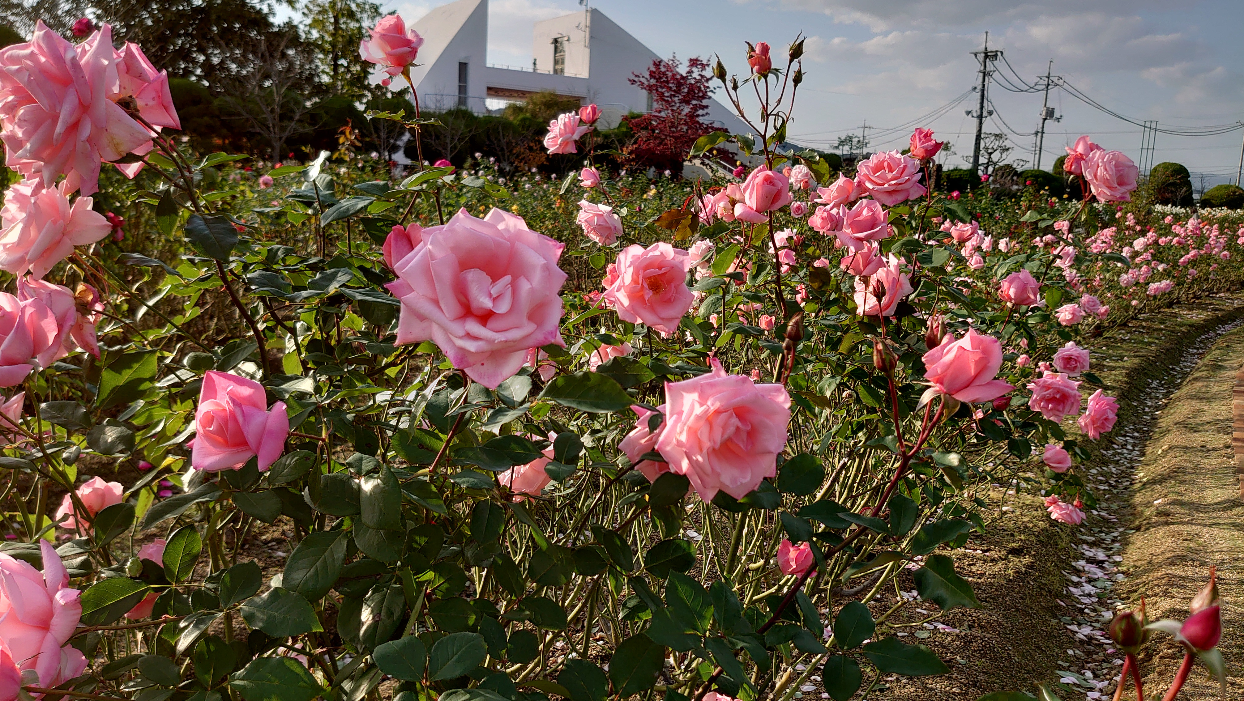 はれコス 公式 はれの国で コスプレ 岡山のコスプレイベント Events