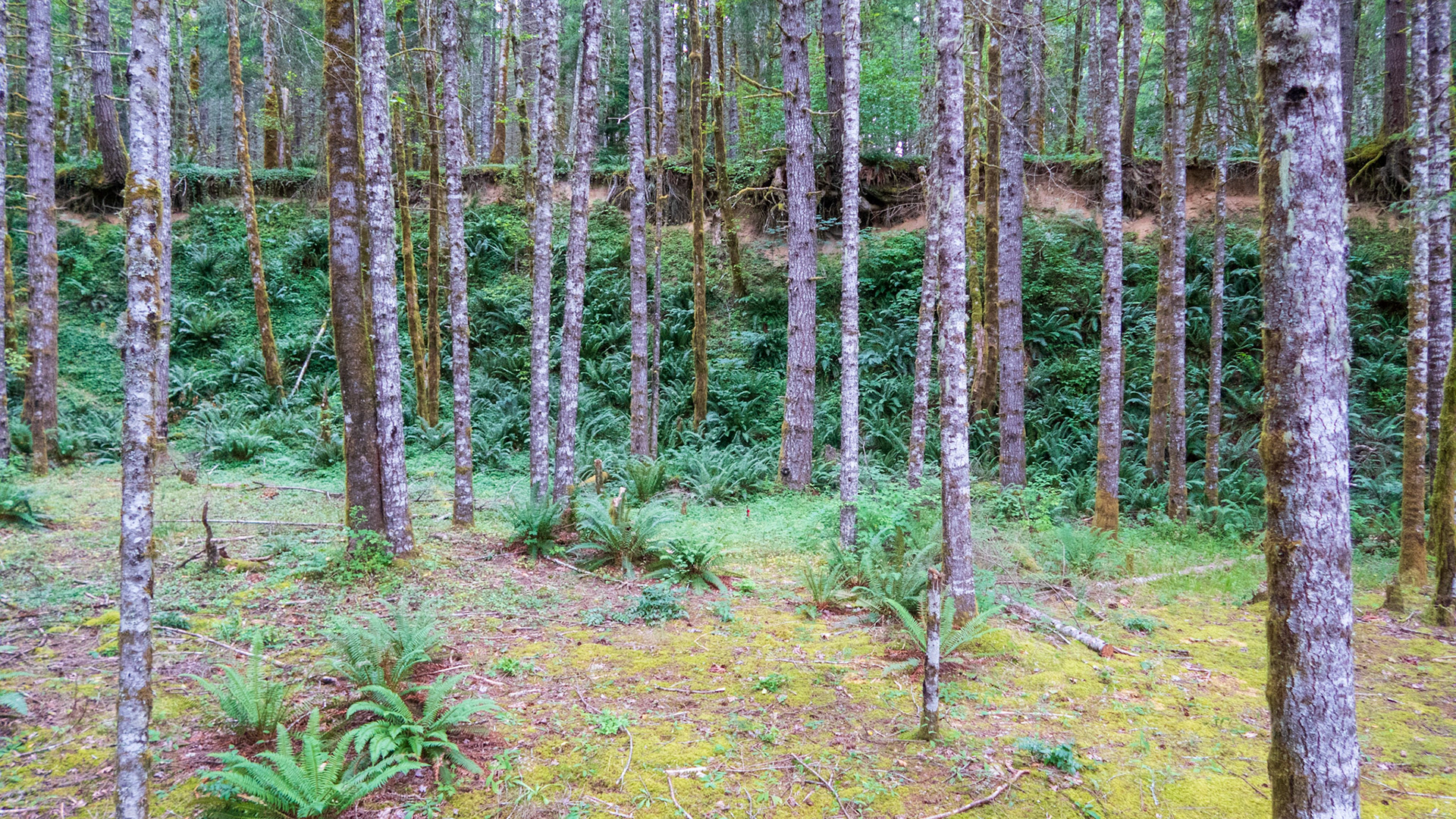 Camping near Ape Cave