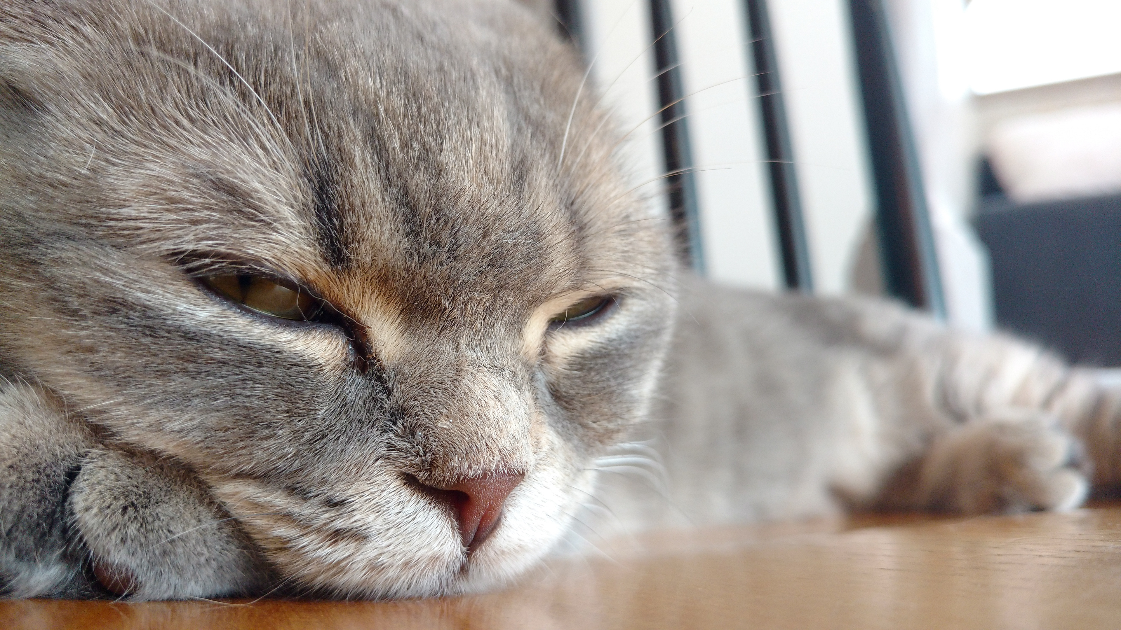 sleepy kitty at a Cat Cafe in Harajuku, Japan