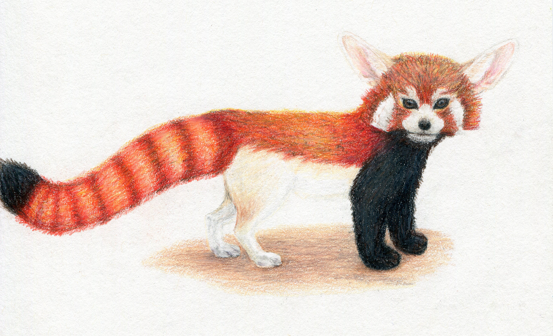August: The Red Fennec Pandox