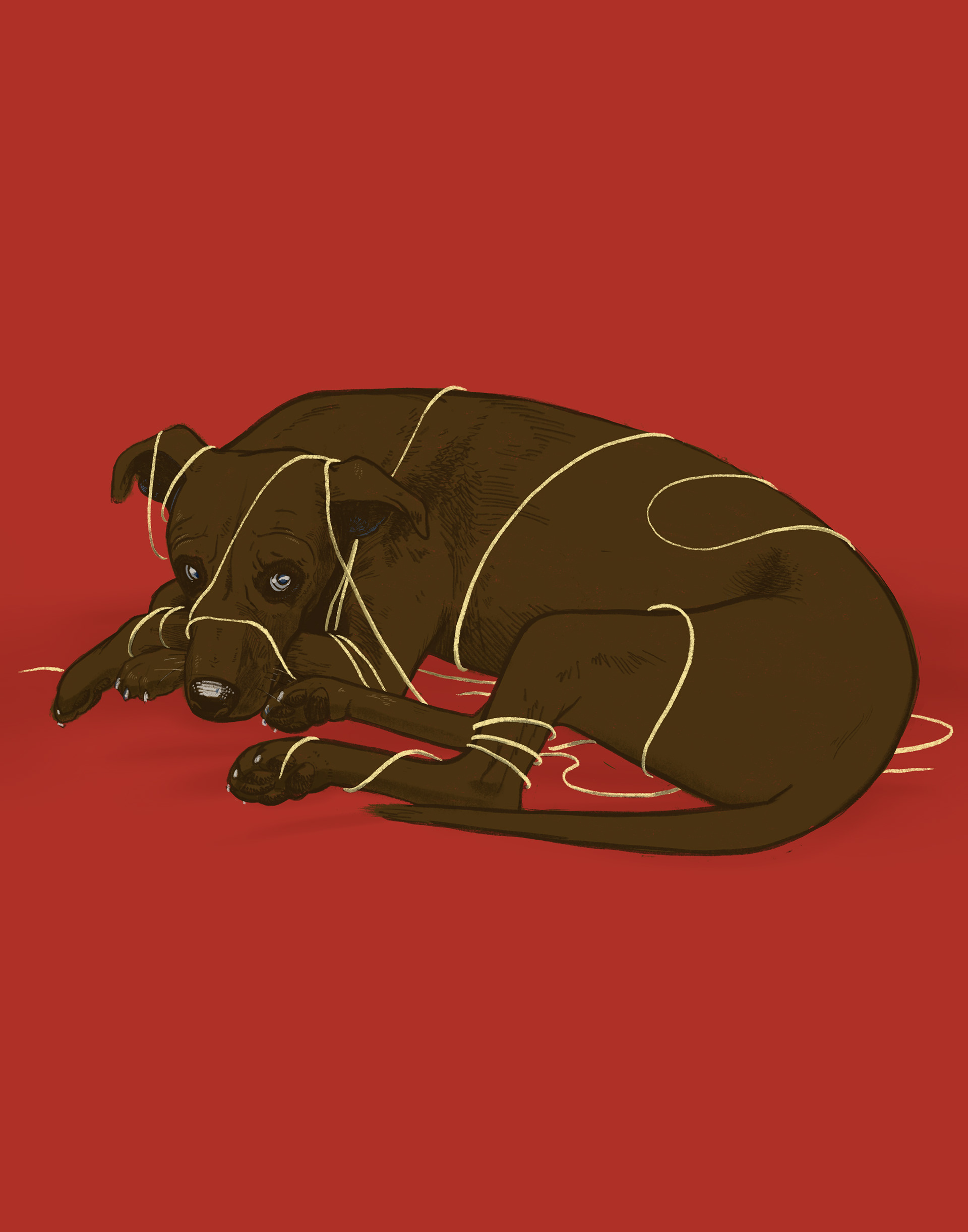 Pet Portrait - Meatball