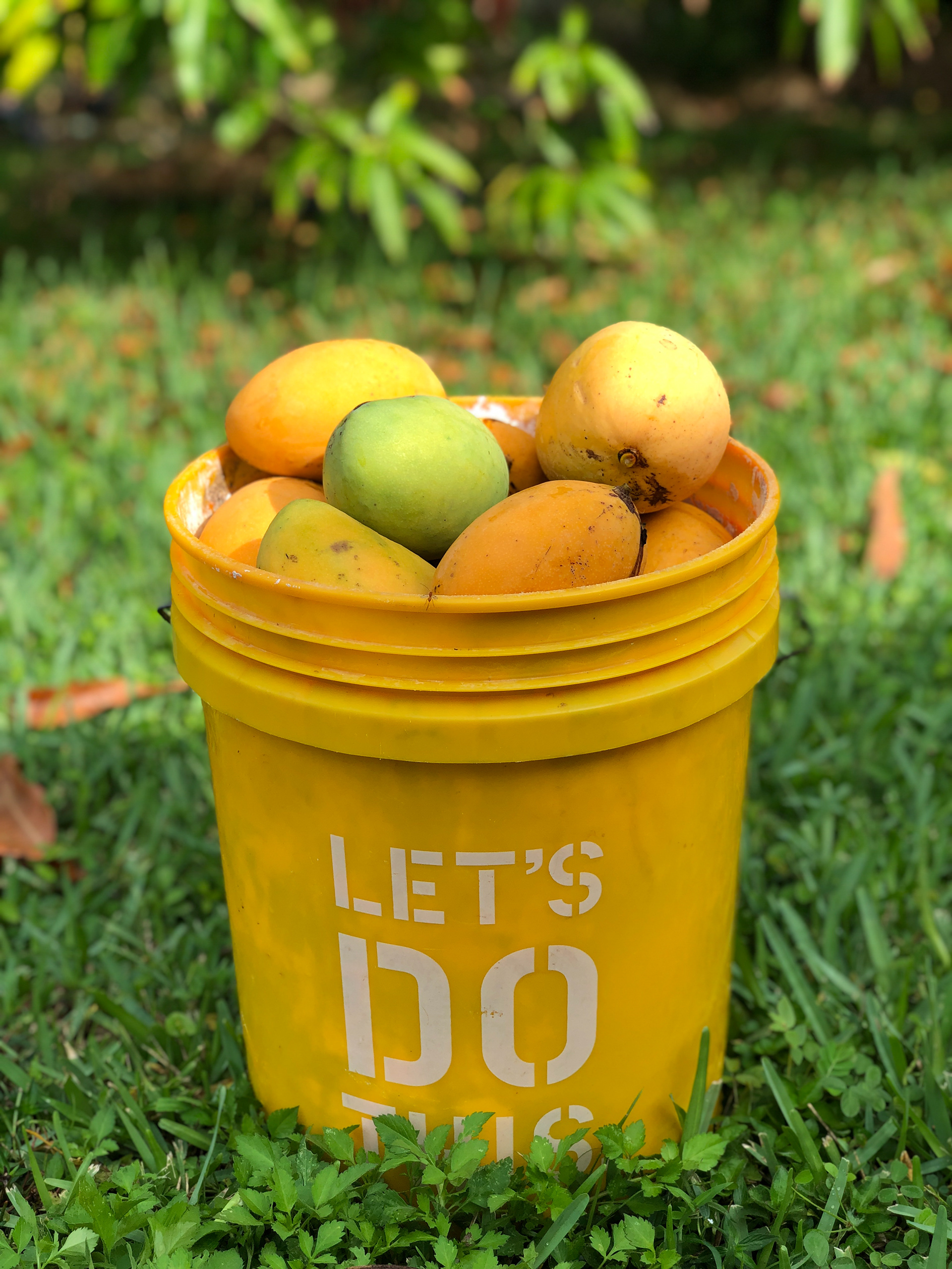 A bucket-full of mangos