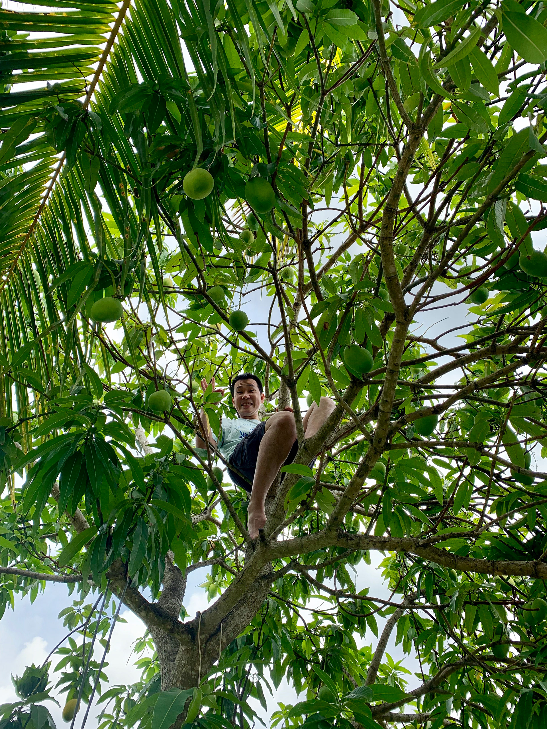 Chau climbed the trees like it was second nature.