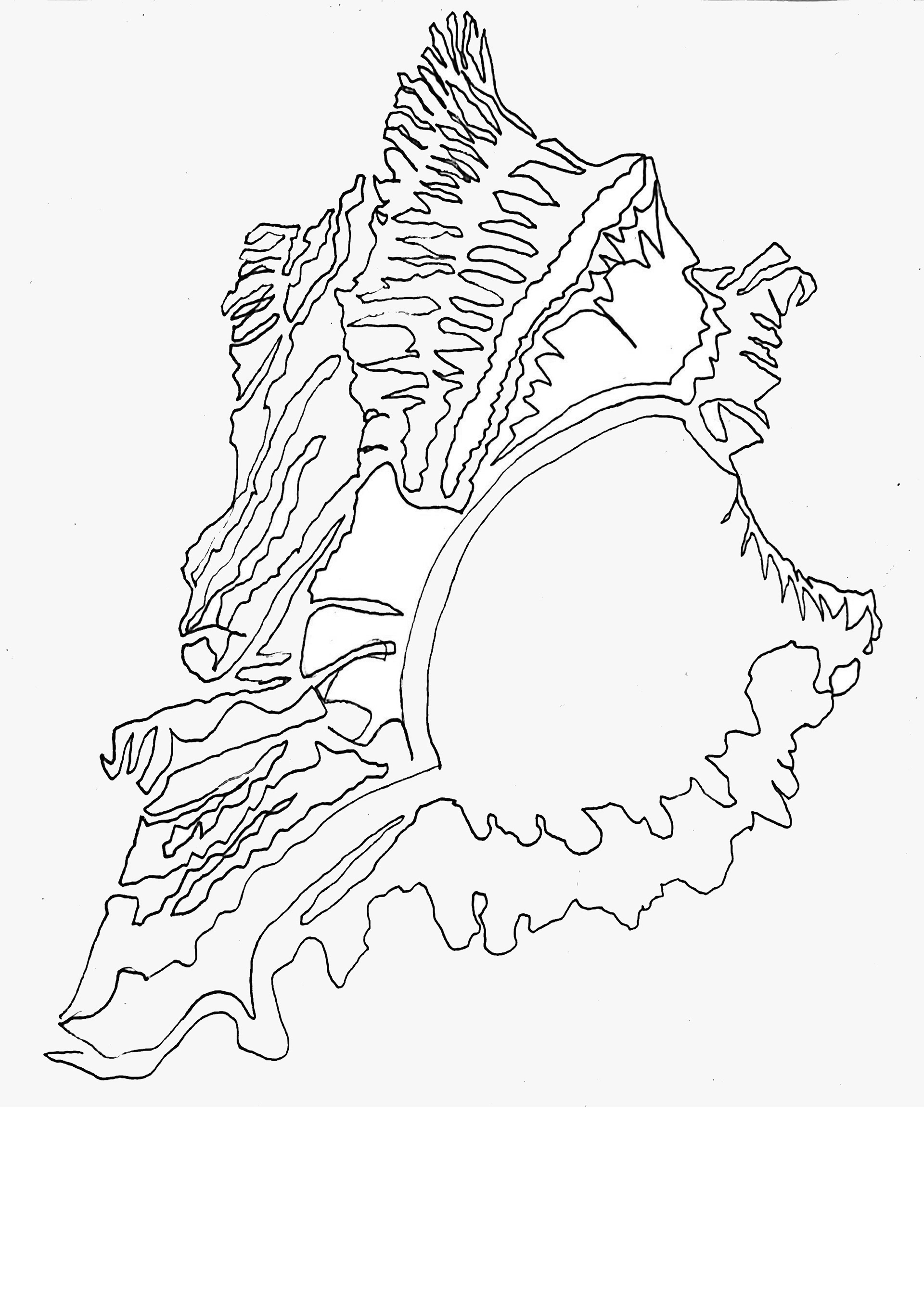 Contour Line Drawing