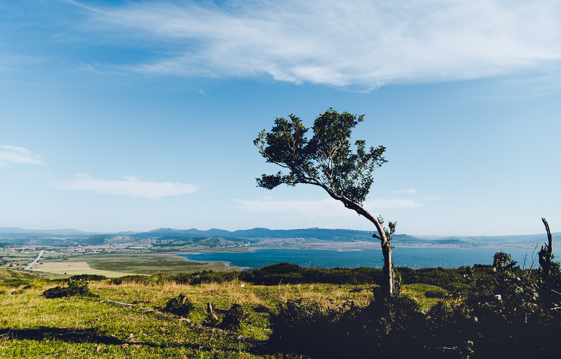 Arbol solitario