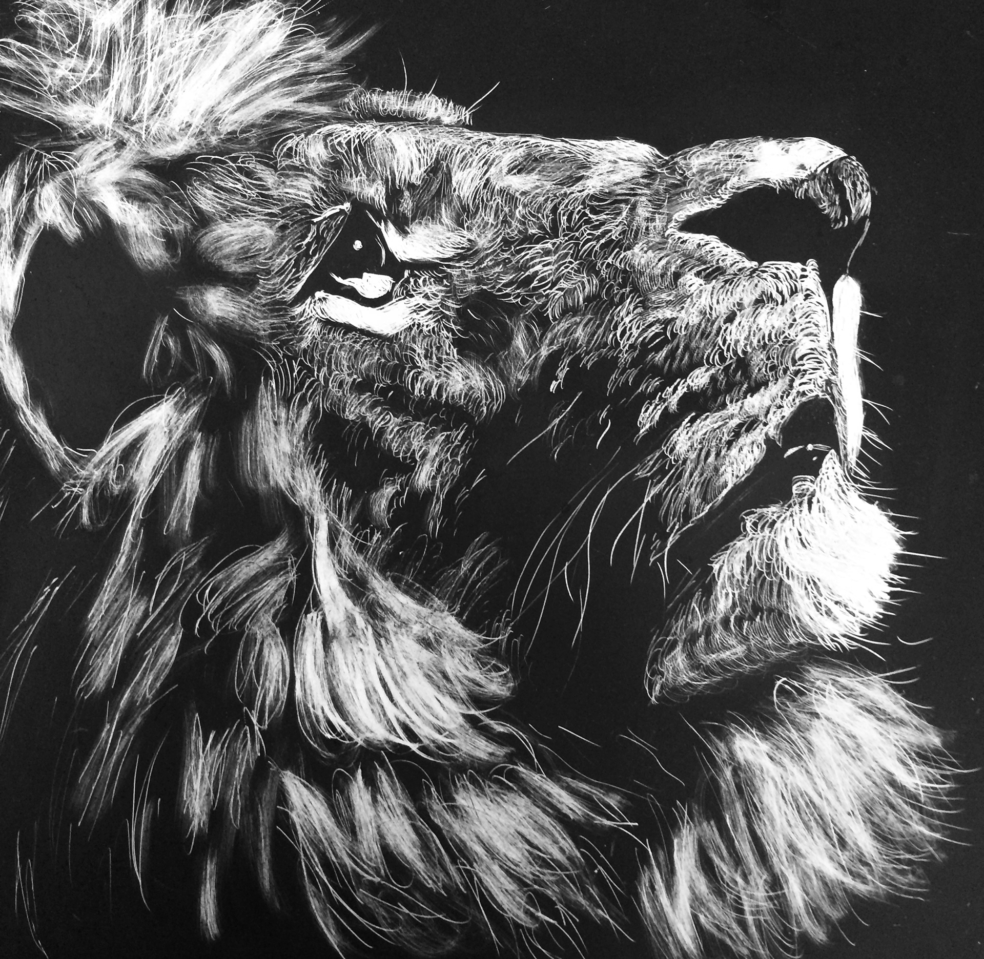 wildlife collection- (2016)
