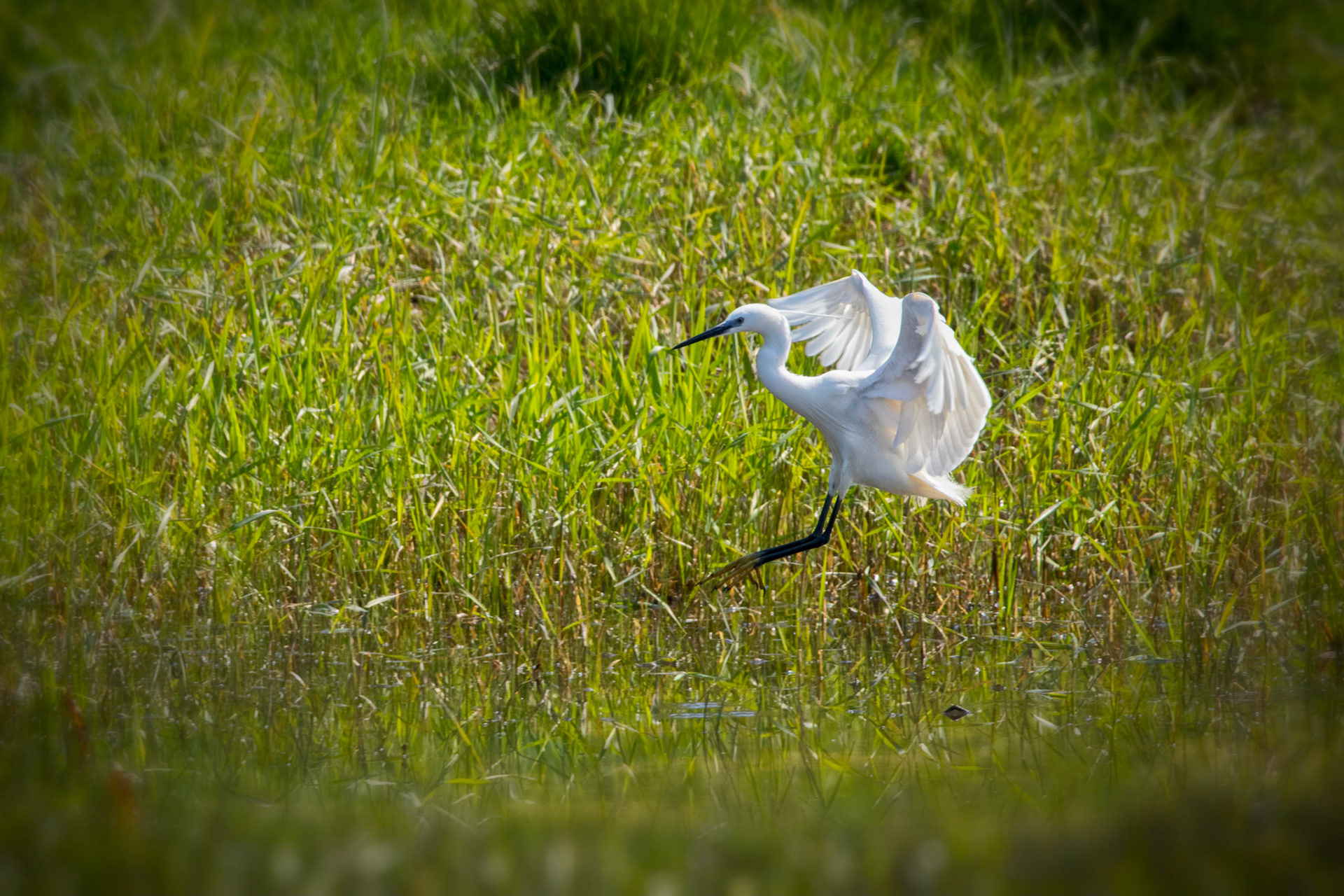 Aigrette garzette