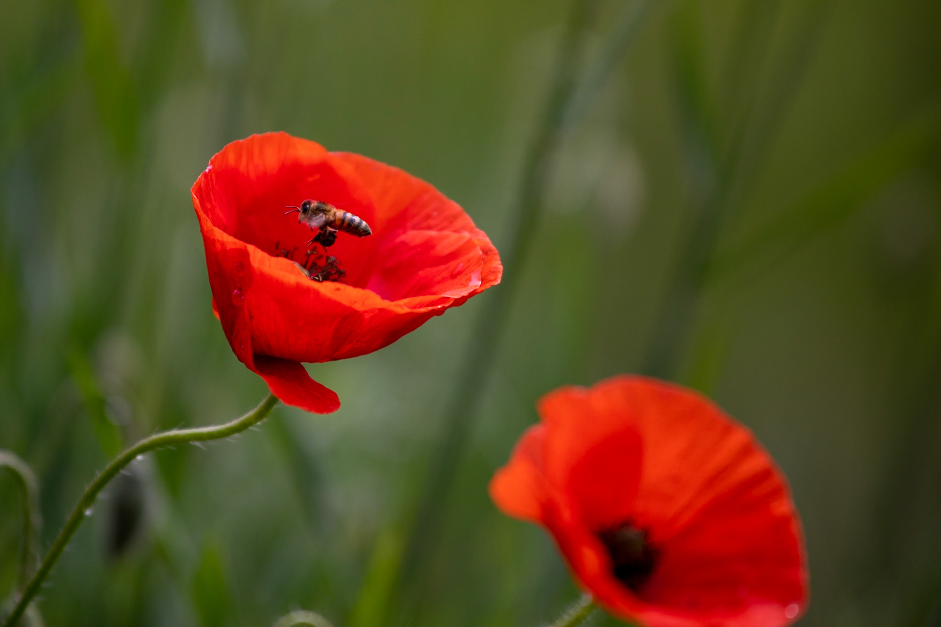 Coquelicot