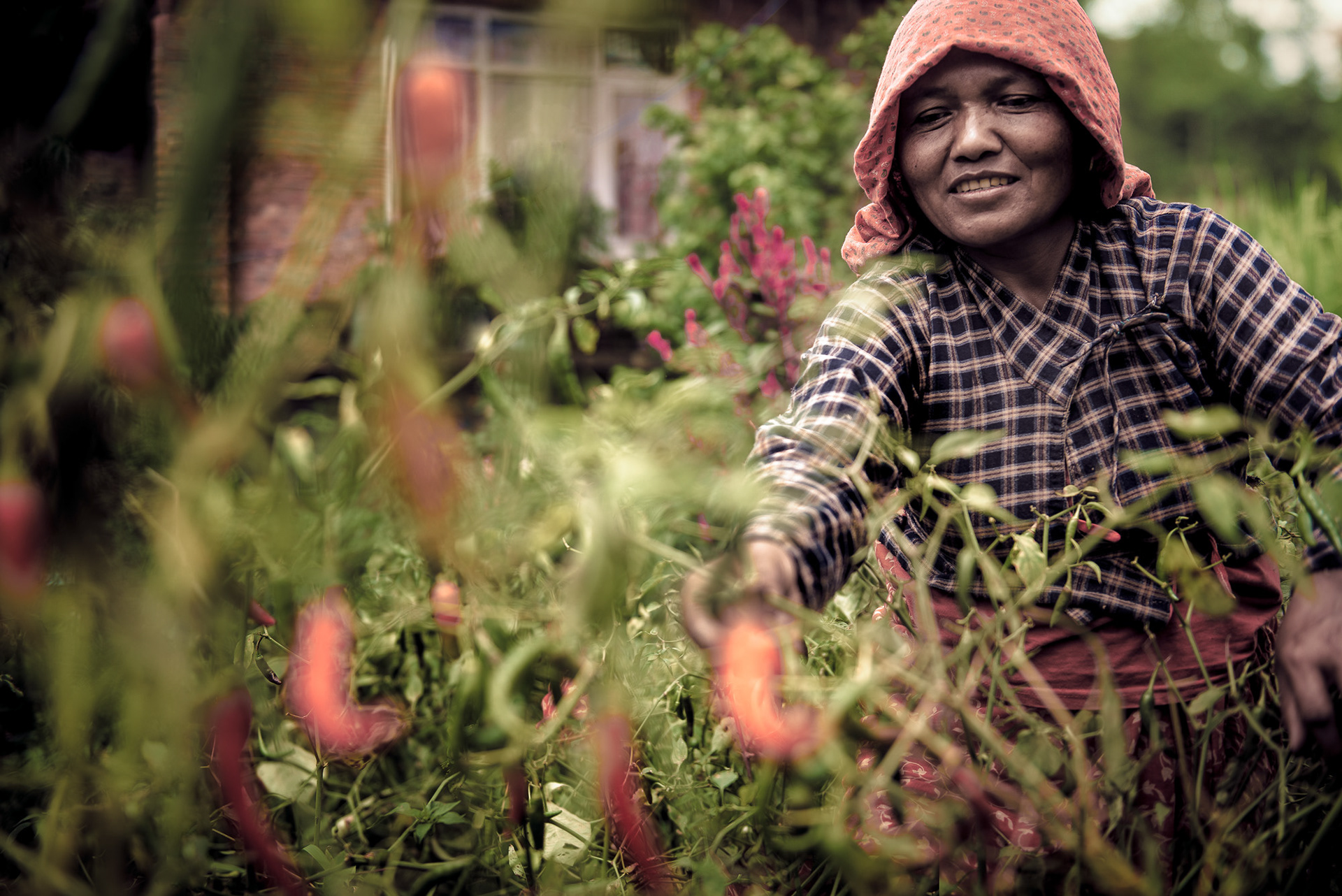 Picking Chilli - in Kathmandu, Nepal